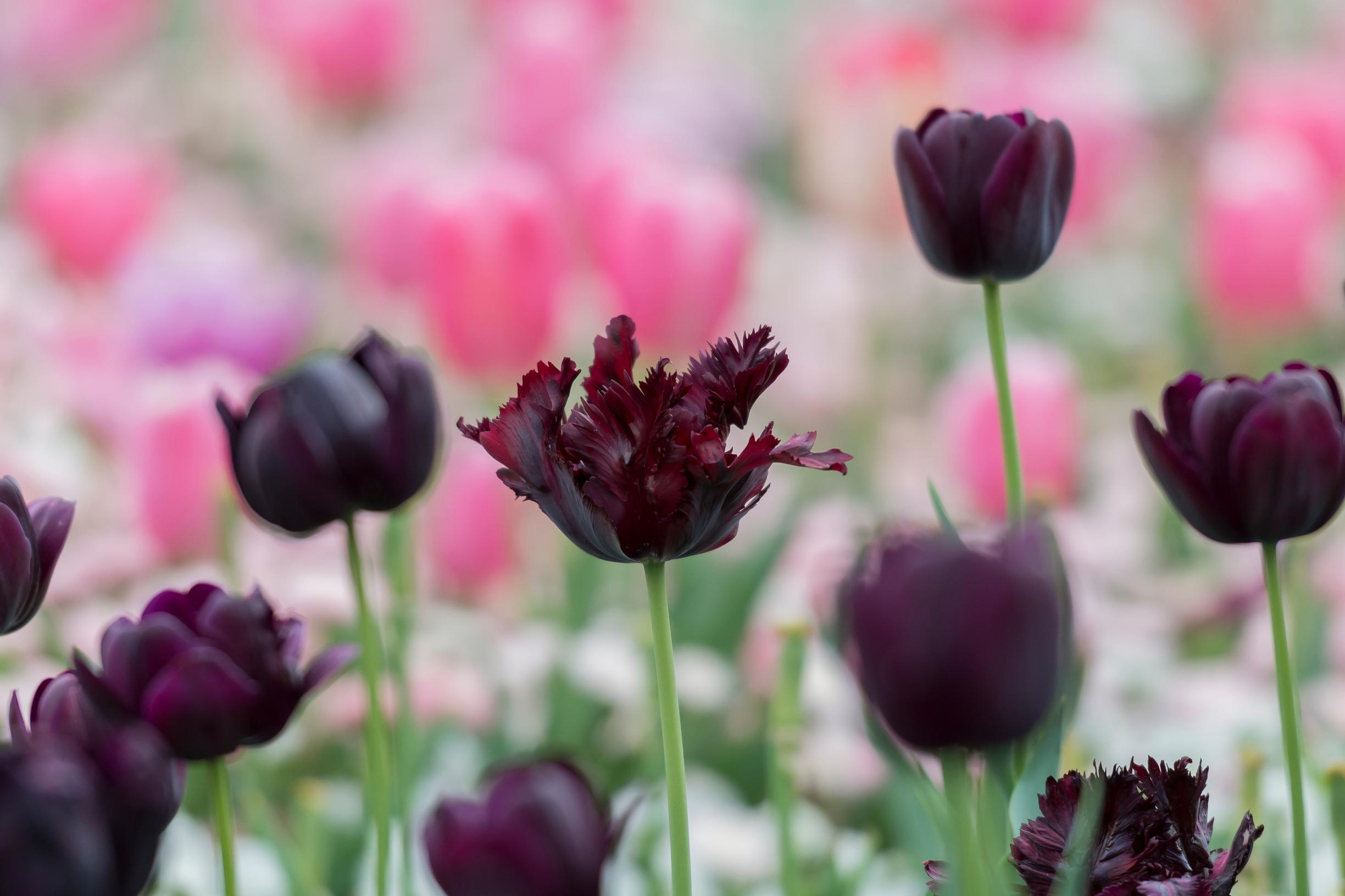 'Black Parrot' -tulppaani