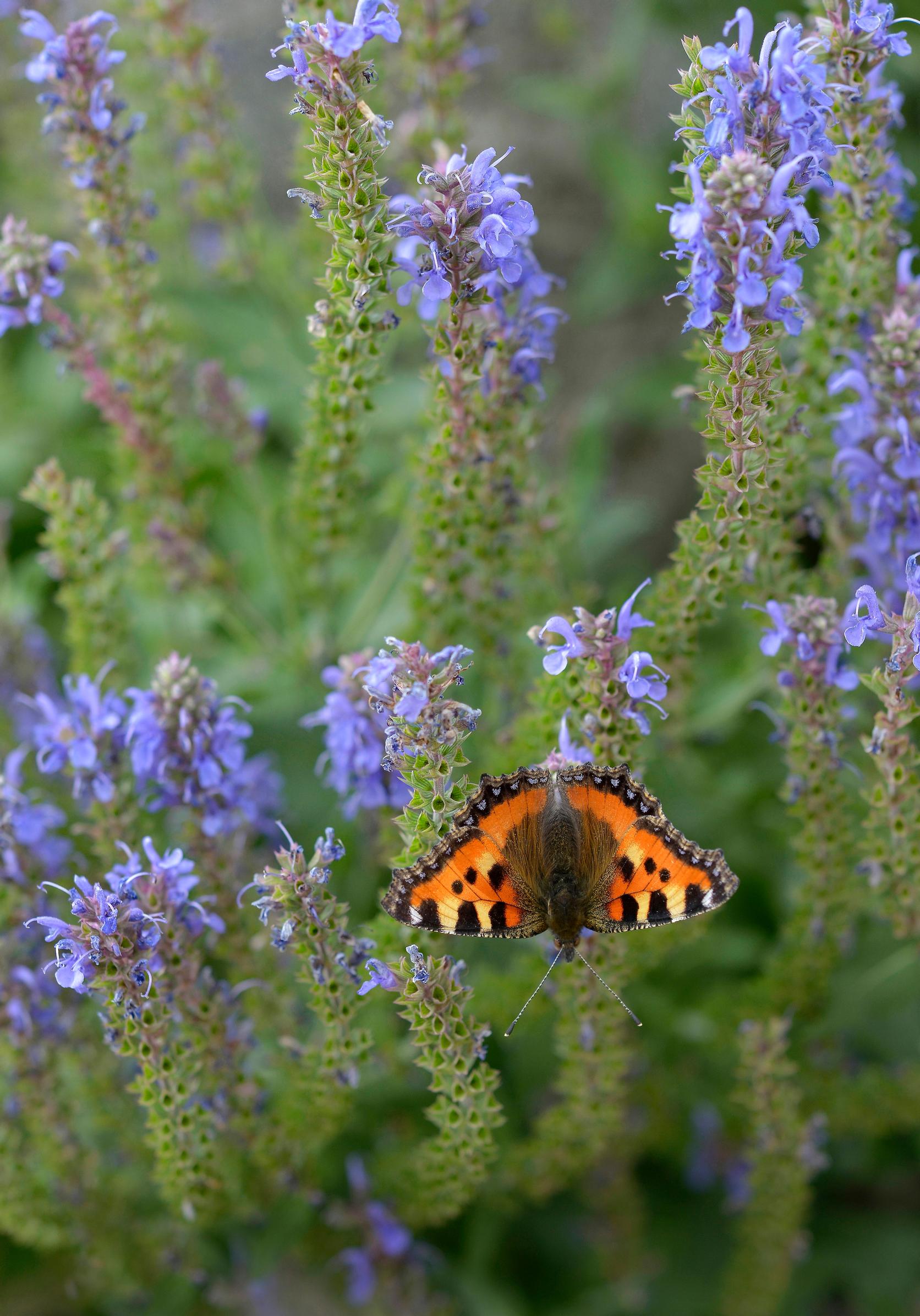 Sininen ’Blauhügel’-loistosalvia kukkii viikkokaupalla
