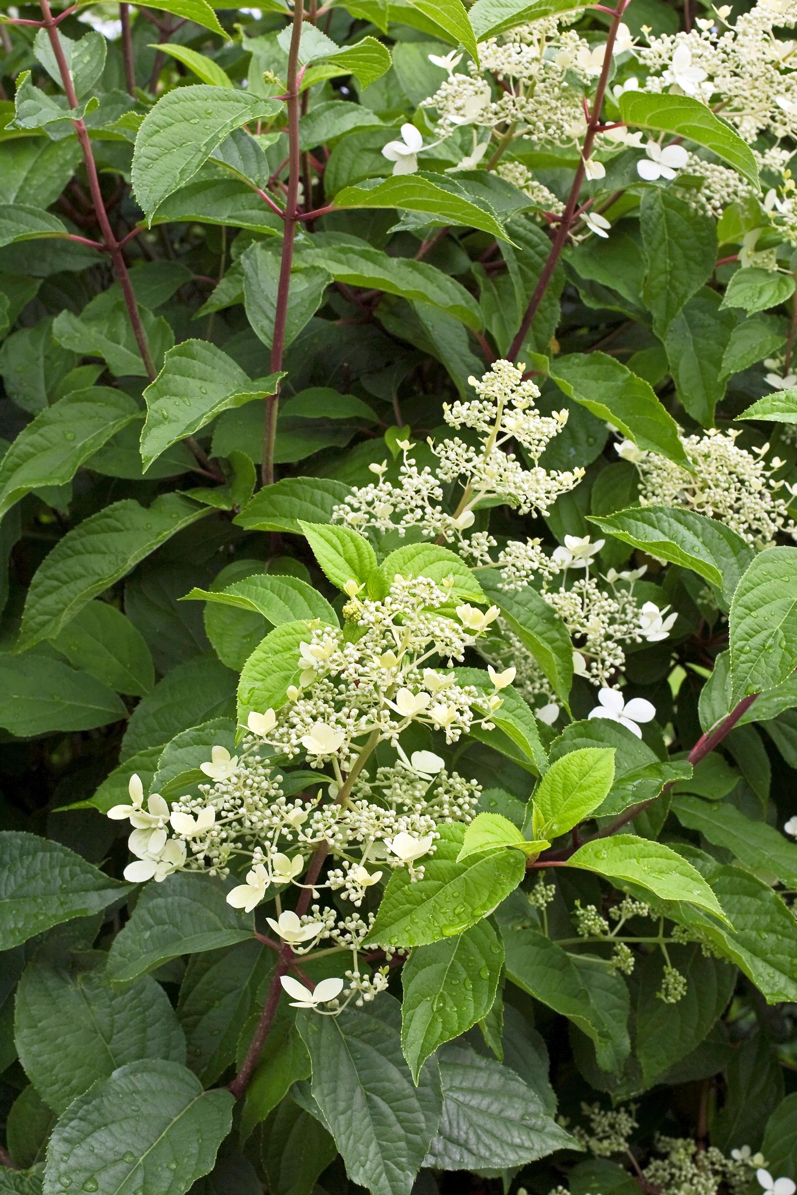 Helpot pensaat: mustilanhortensia