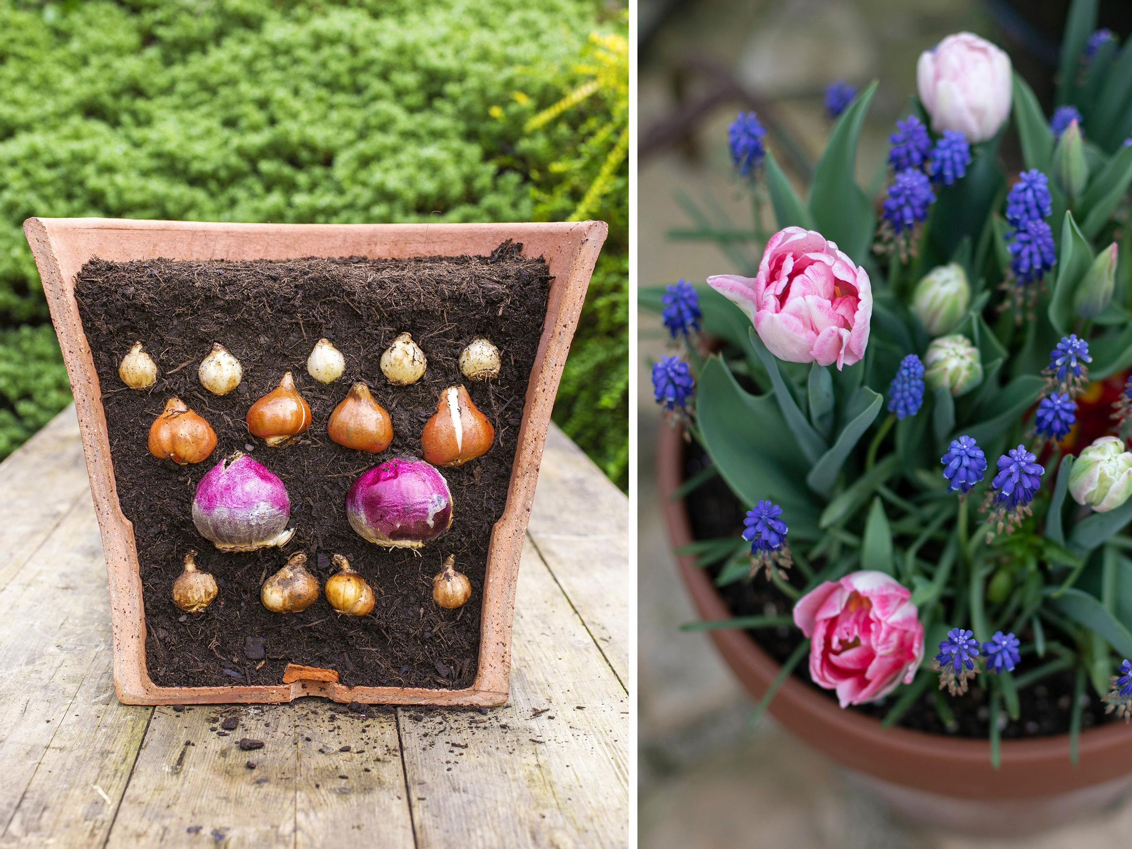 Lasagneistutus tuo suuren ilon, vaikka ruukkuja olisi vain yksi – lado kukkashow kerroksiin nyt ja nosta terassille keväällä