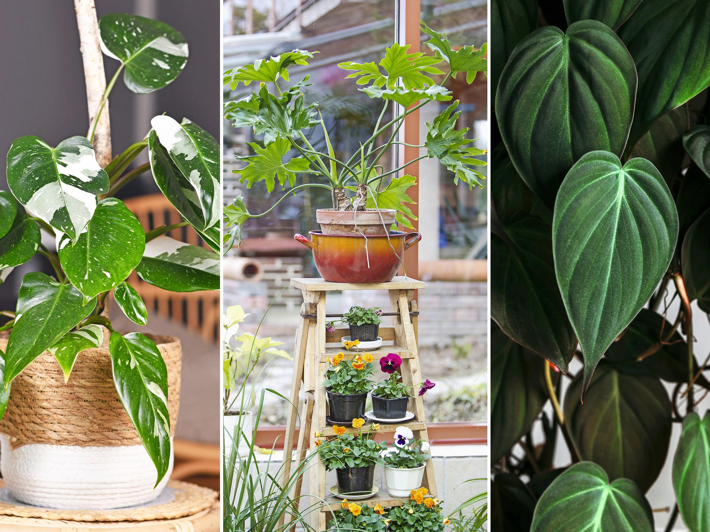 Köynnösvehkat lumoavat lehdillään –  miten niitä tulisi hoitaa, mikä on paras kasvualusta ja mitkä köynnösvehkat ovat helpoimpia?