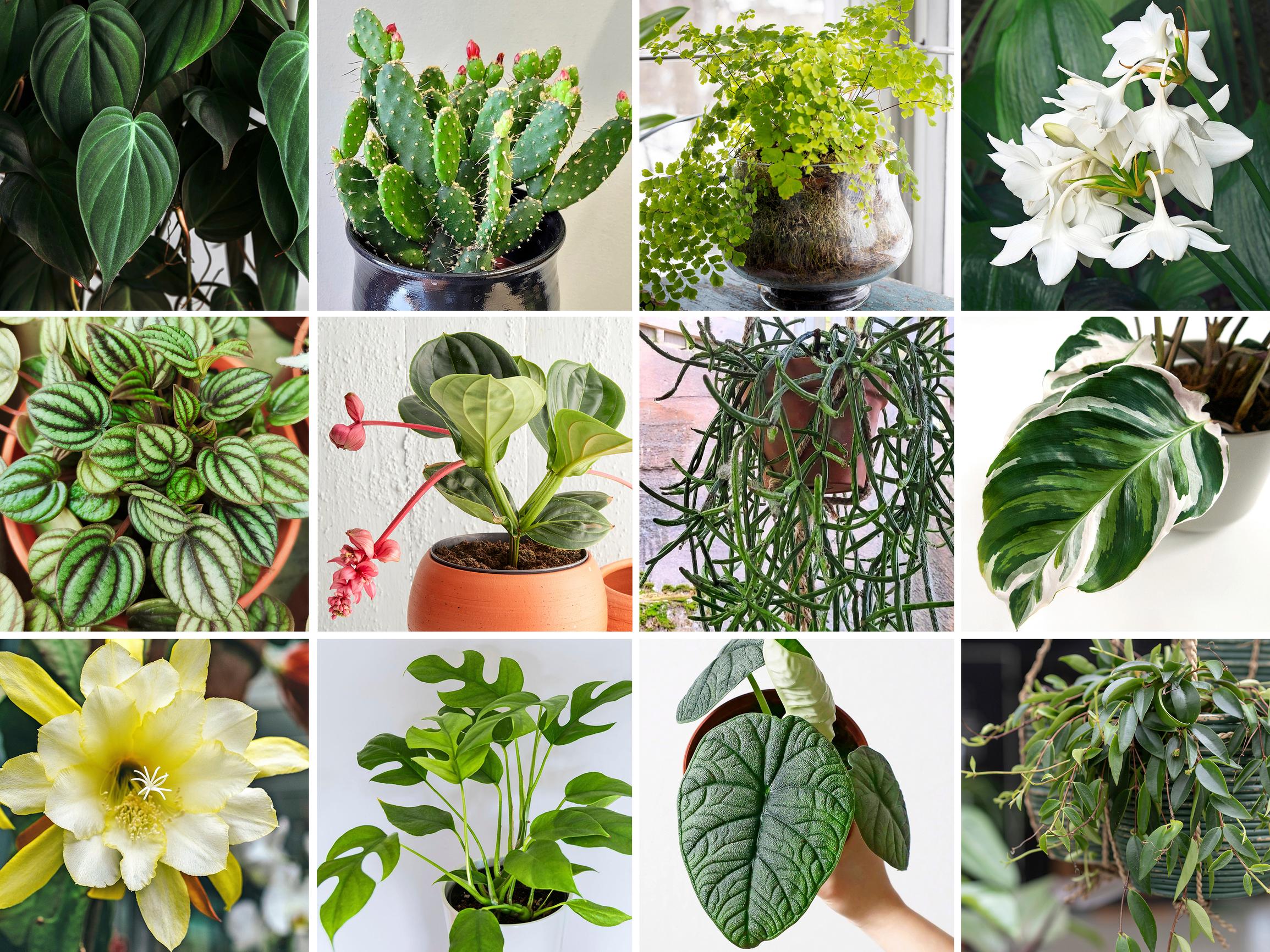 50 ihaninta huonekasvia juuri nyt! Kasvikauppiaat esittelevät suosikkinsa
