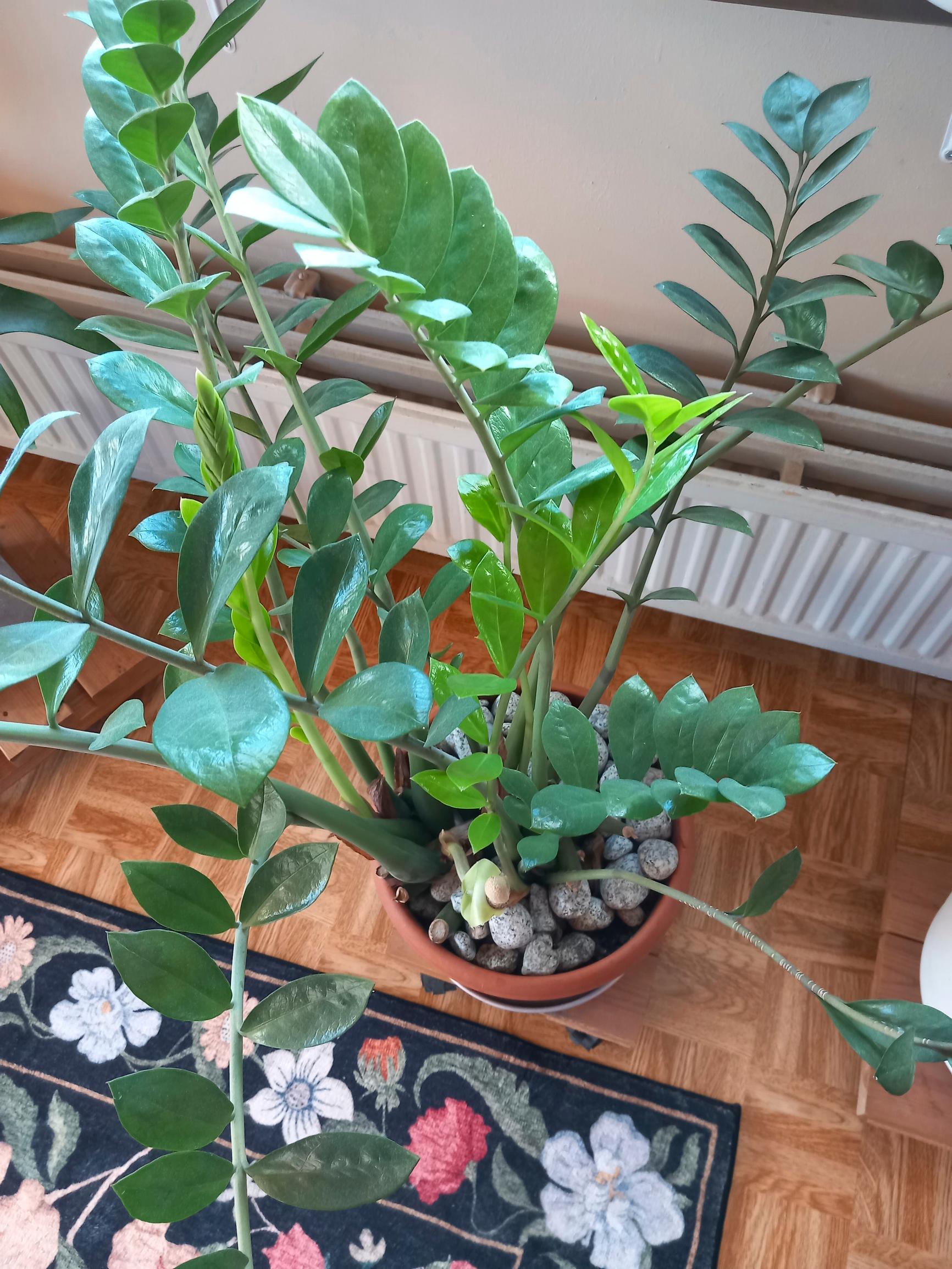 Palmuvehka kukkii