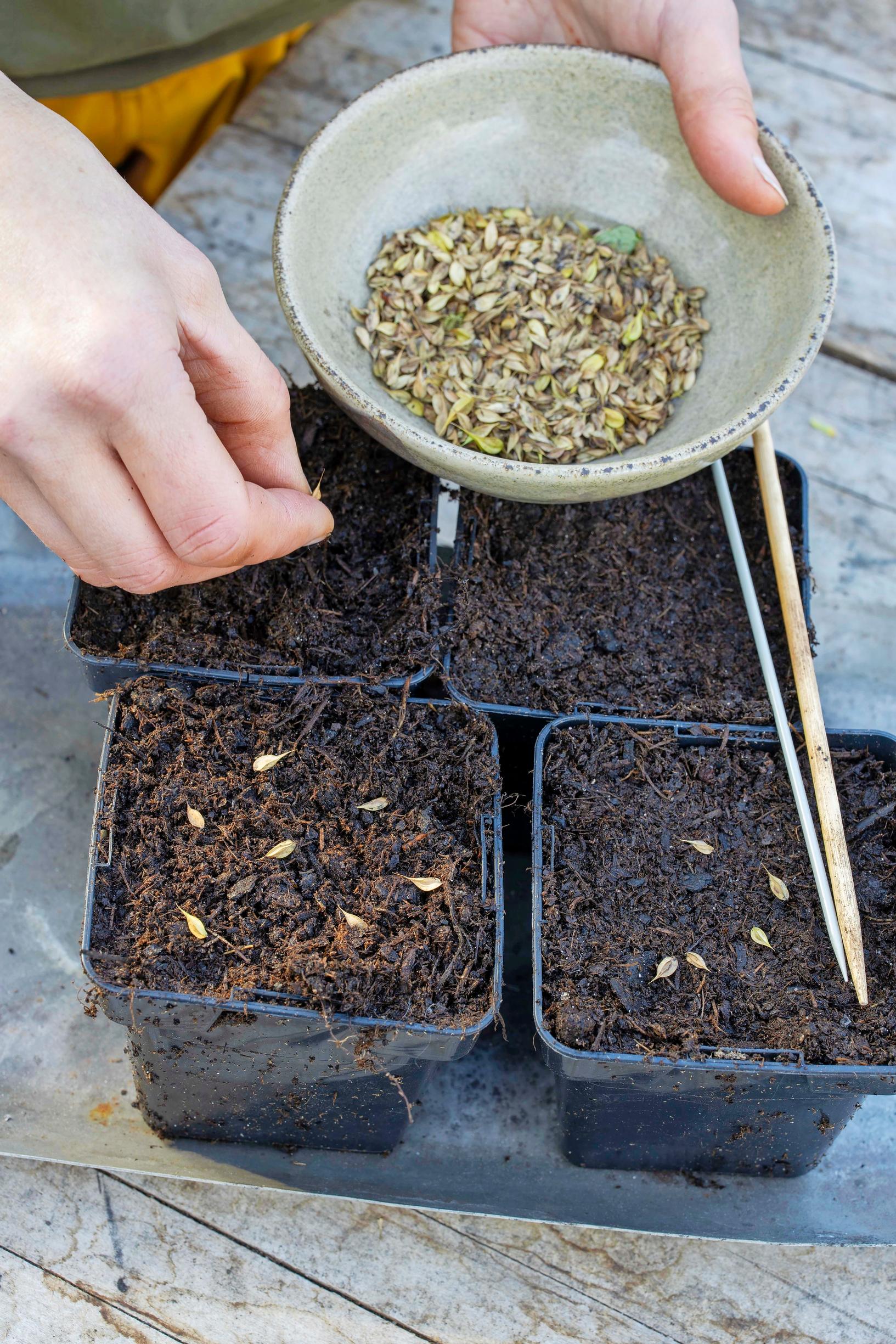 Perennojen kylvö syksyllä