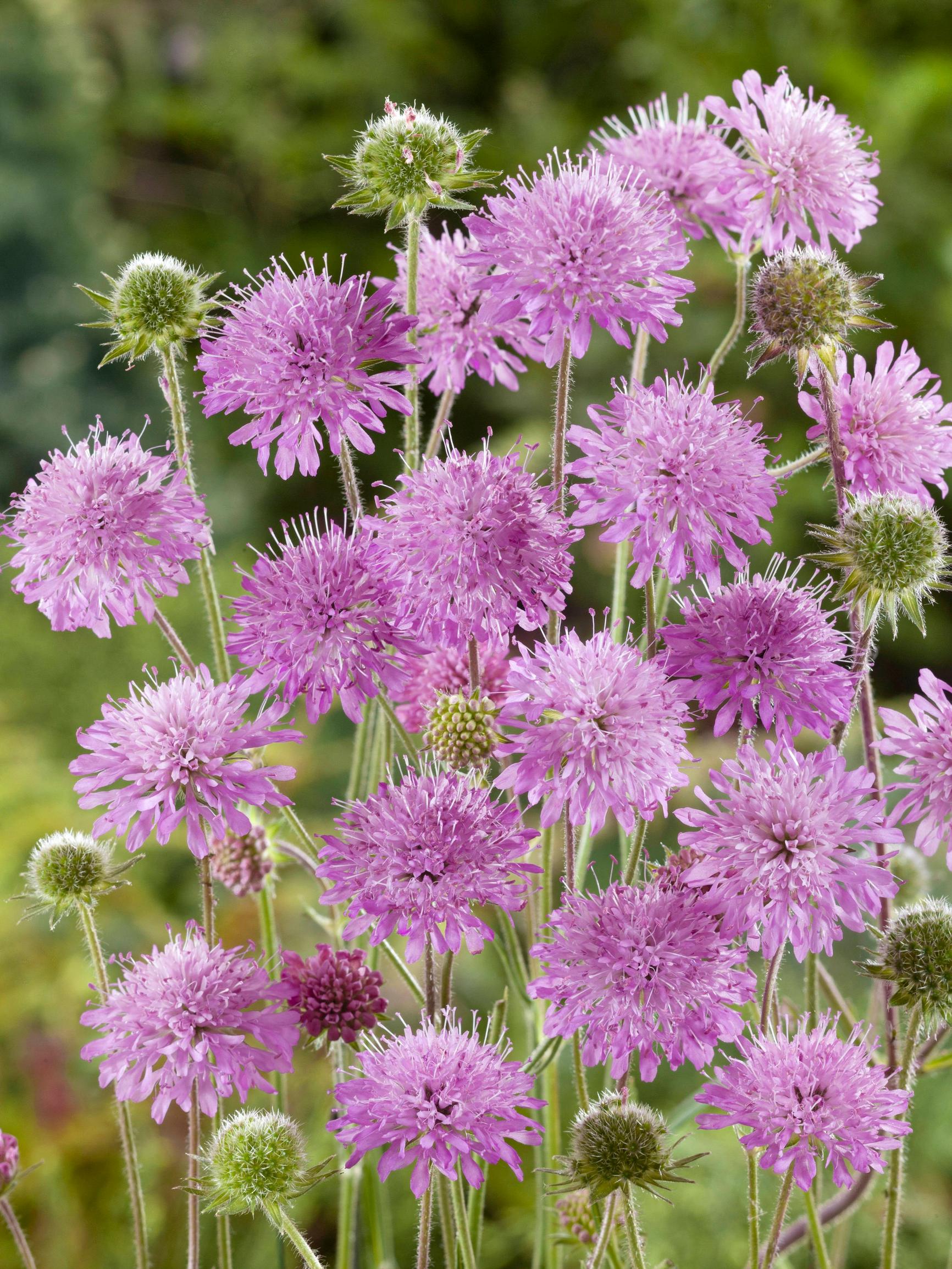 Törmäkukka ’Kudo Pink’.