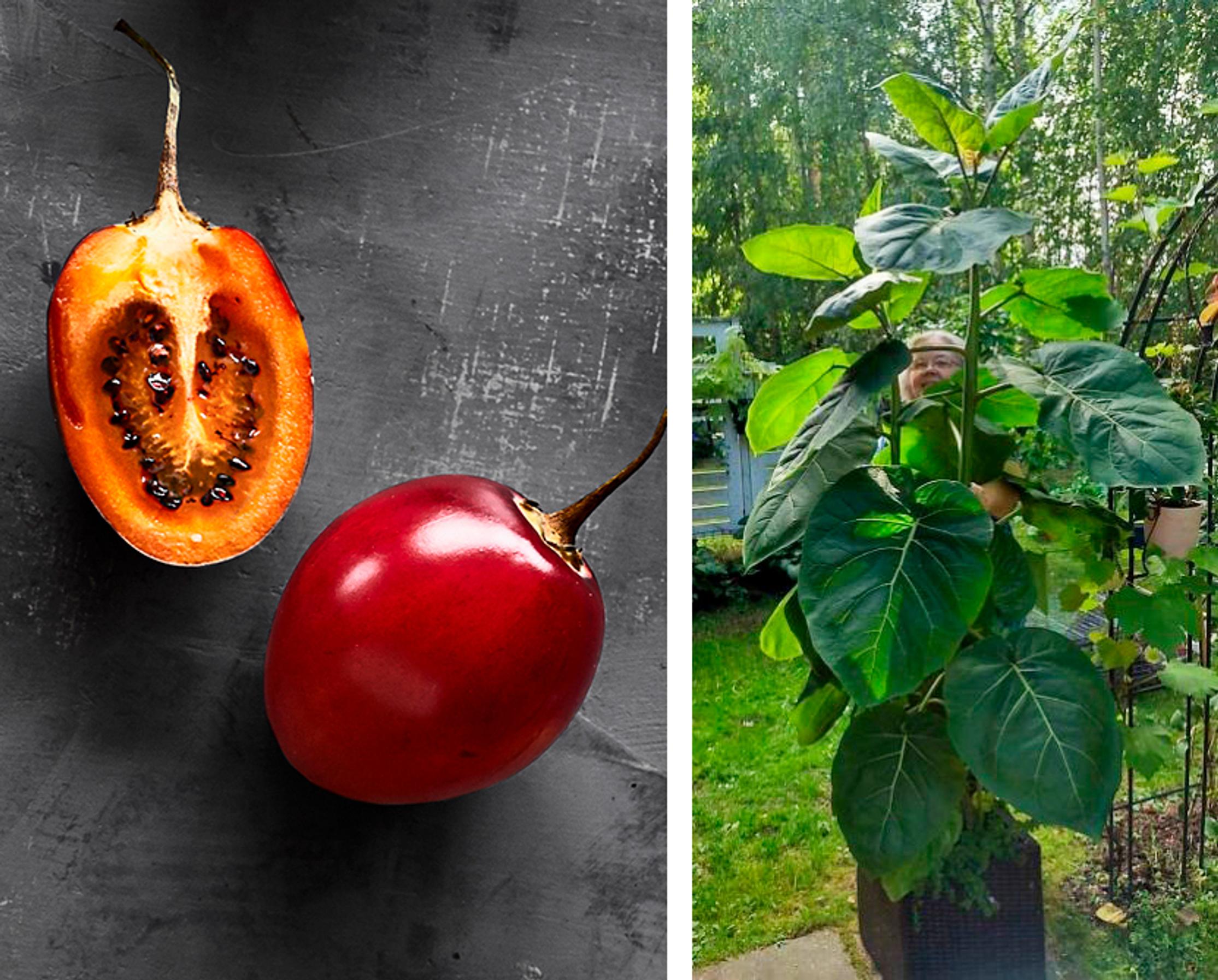 Kolmemetriset tamarillo-puut