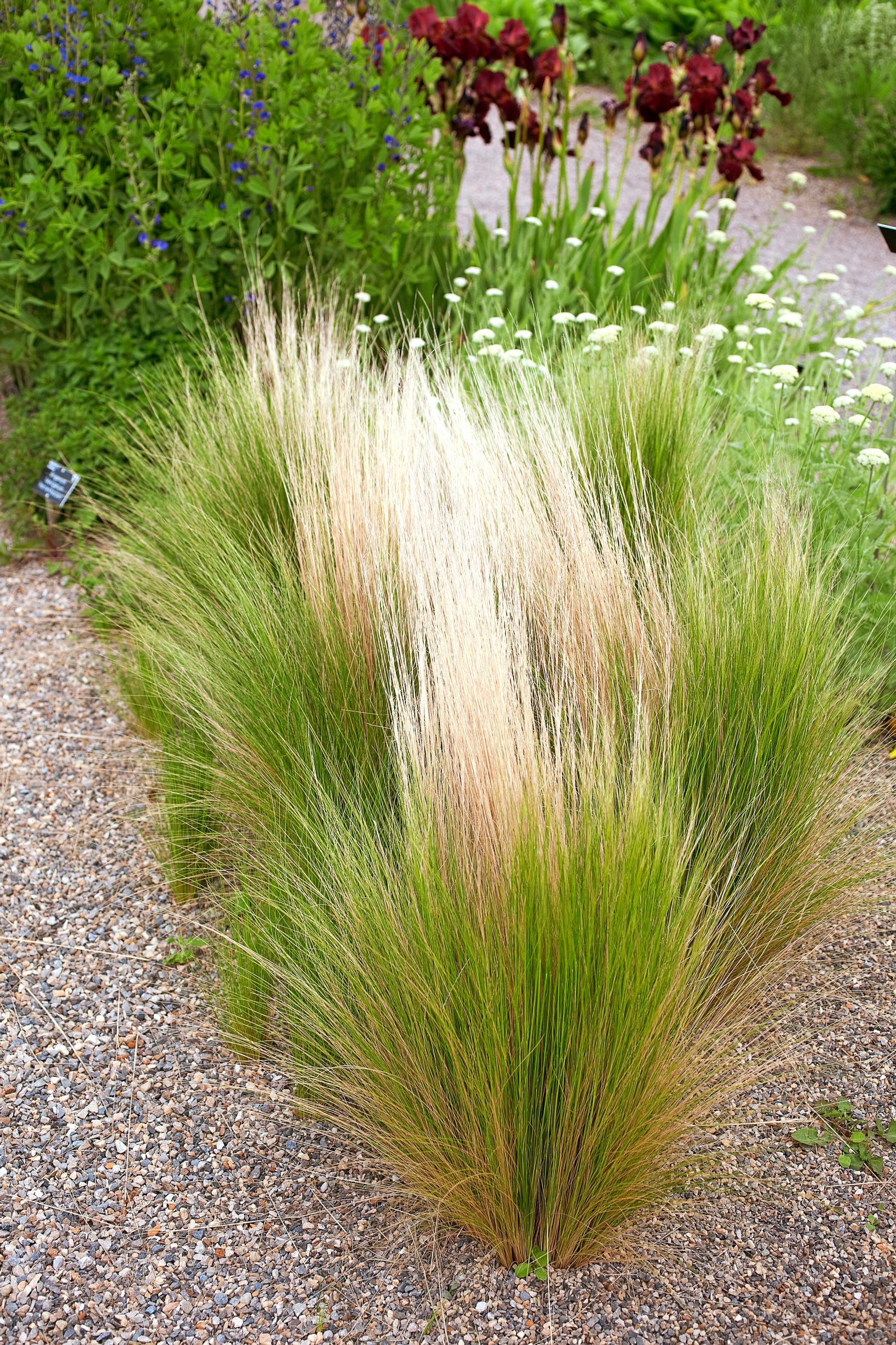 Hentohöyhenheinä Stipa tenuissima