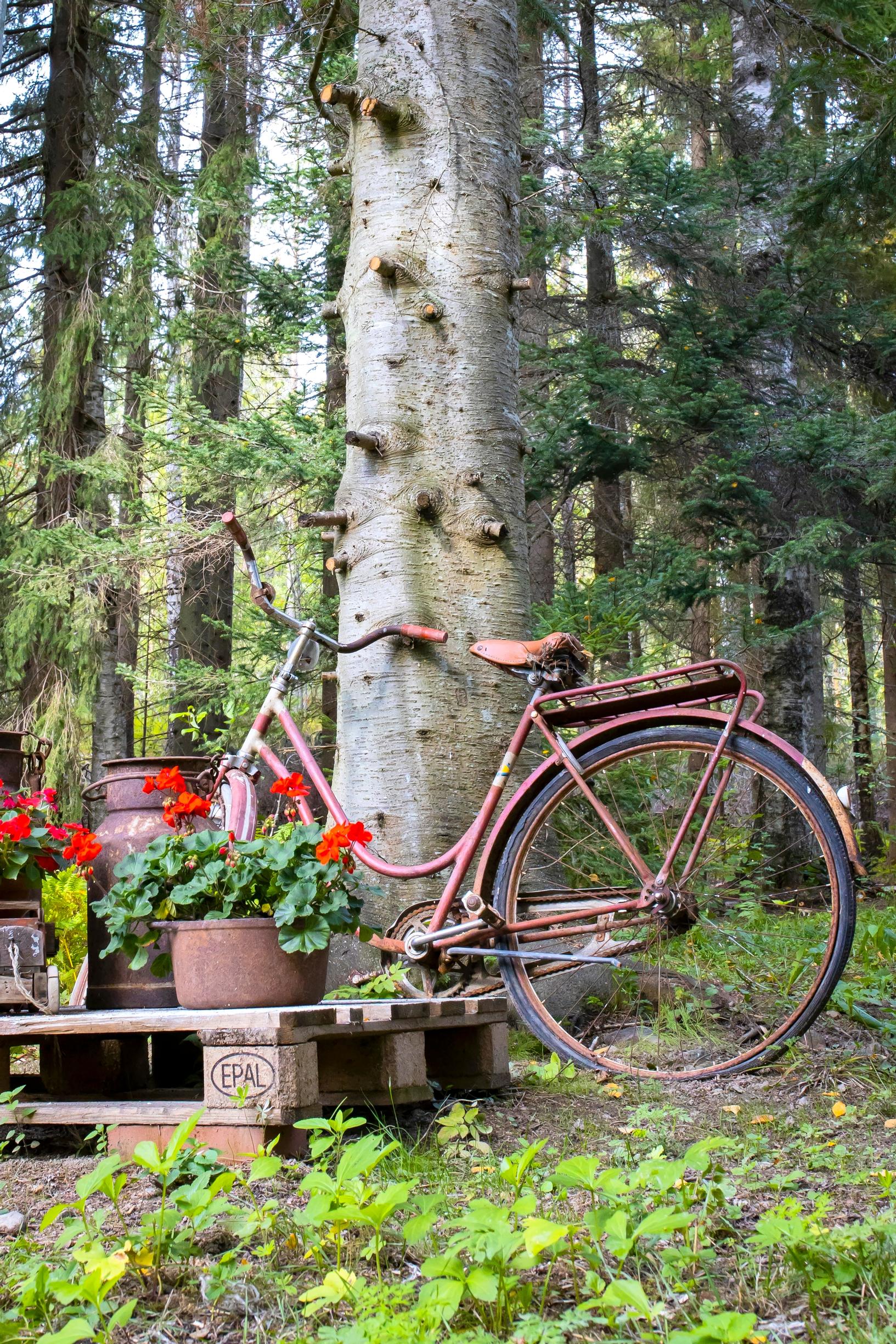 Polkupyörä nojaa puun runkoon