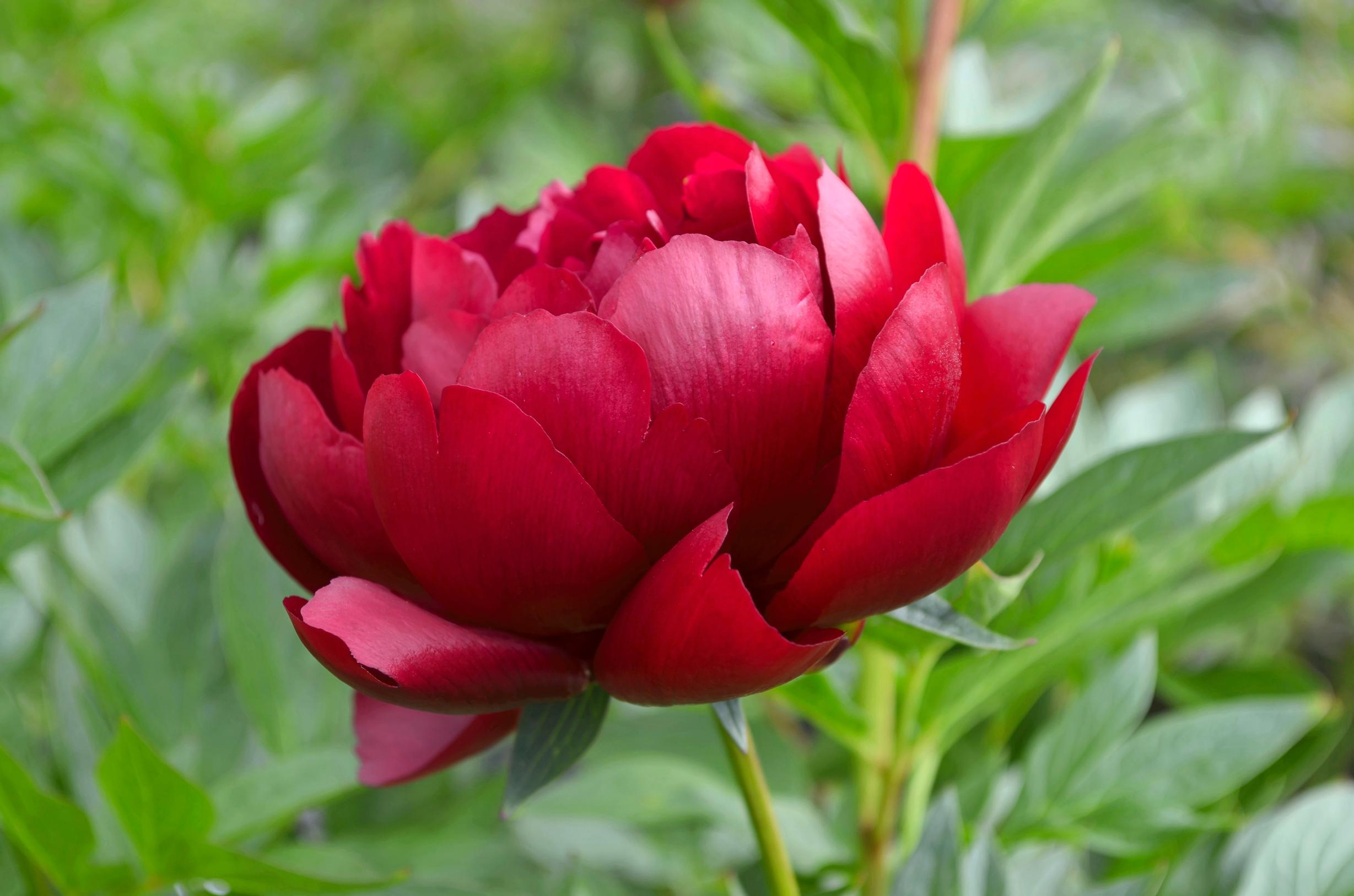 Pioni 'Buckeye Belle'