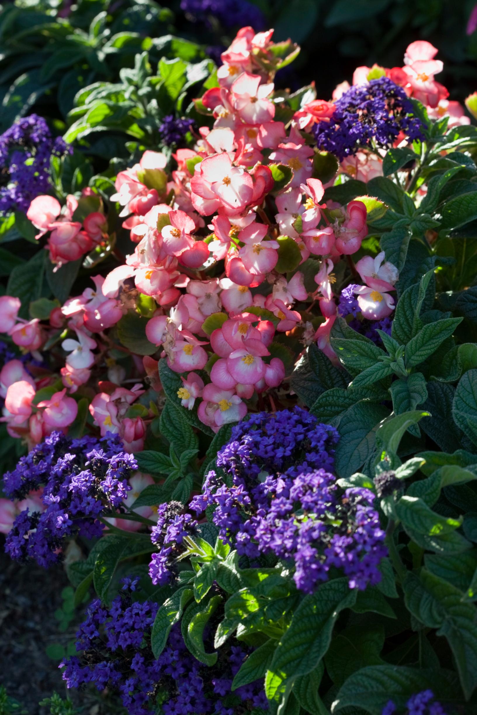 Syvän violetti heliotrooppi kaverinaan vaaleanpunainen kesäbegonia.