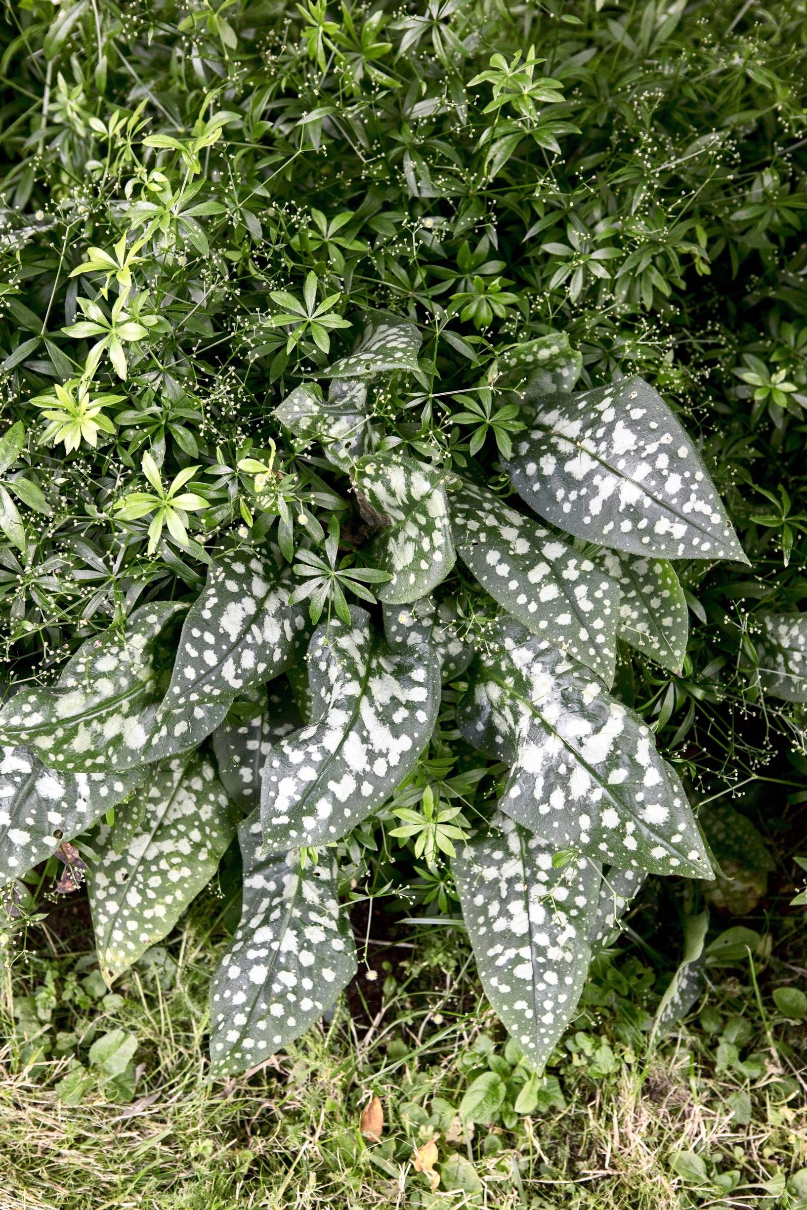 Imikkä ’Sissinghurst White’