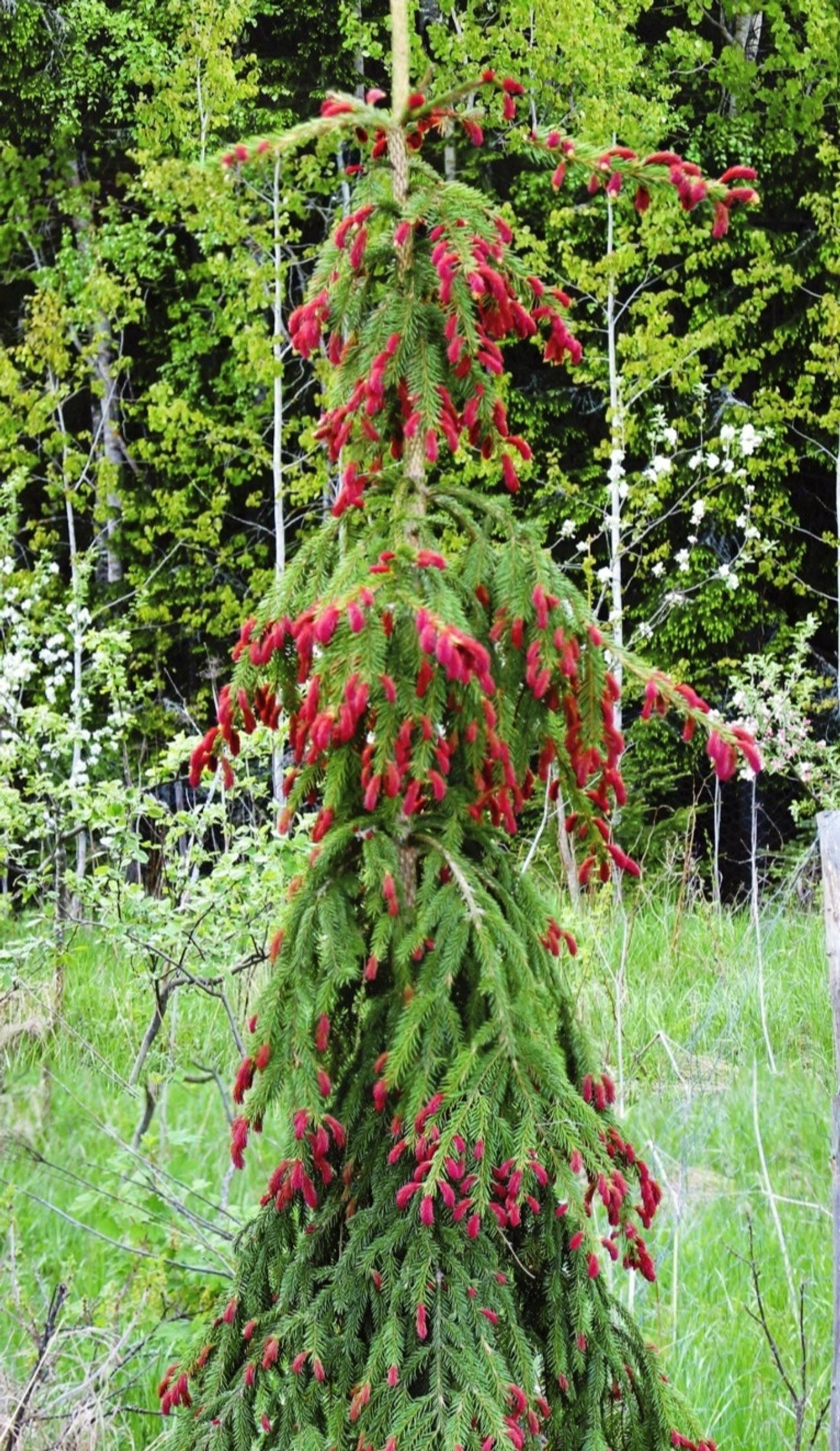 Purppurasurukuusi Punapaula