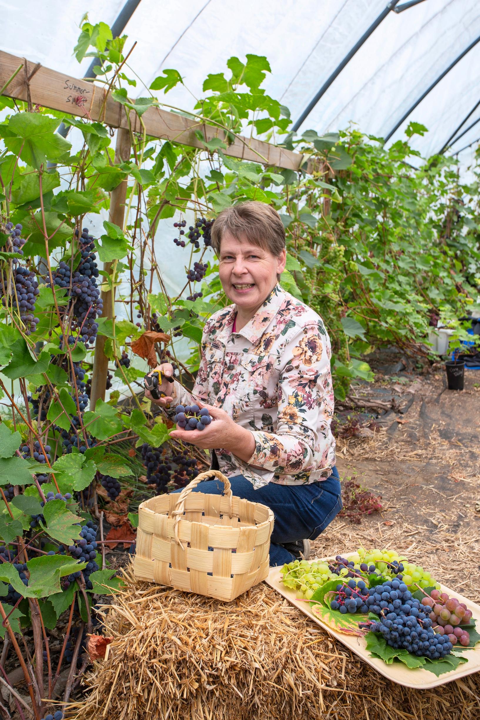 Helena keräämässä rypäleitä muovitunnelissa