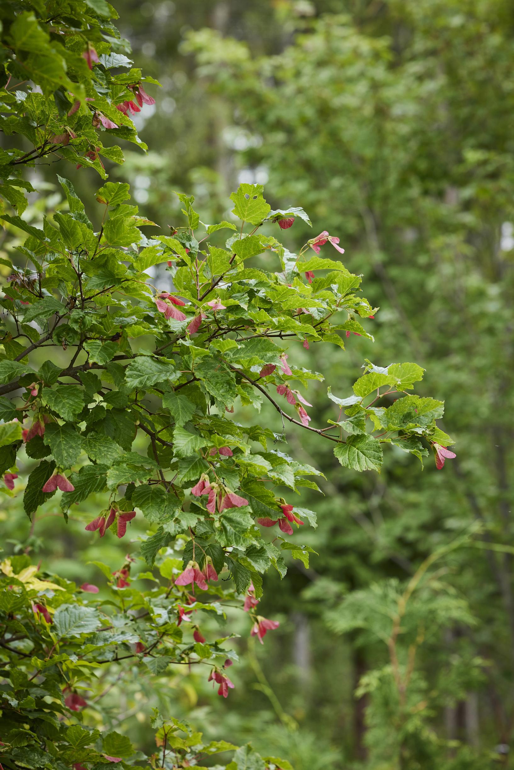Vaahterat kuuluvat Jaanin suosikkeihin. Pikkuvaahtera Acer tataricum on Jaanin lempilajeja.