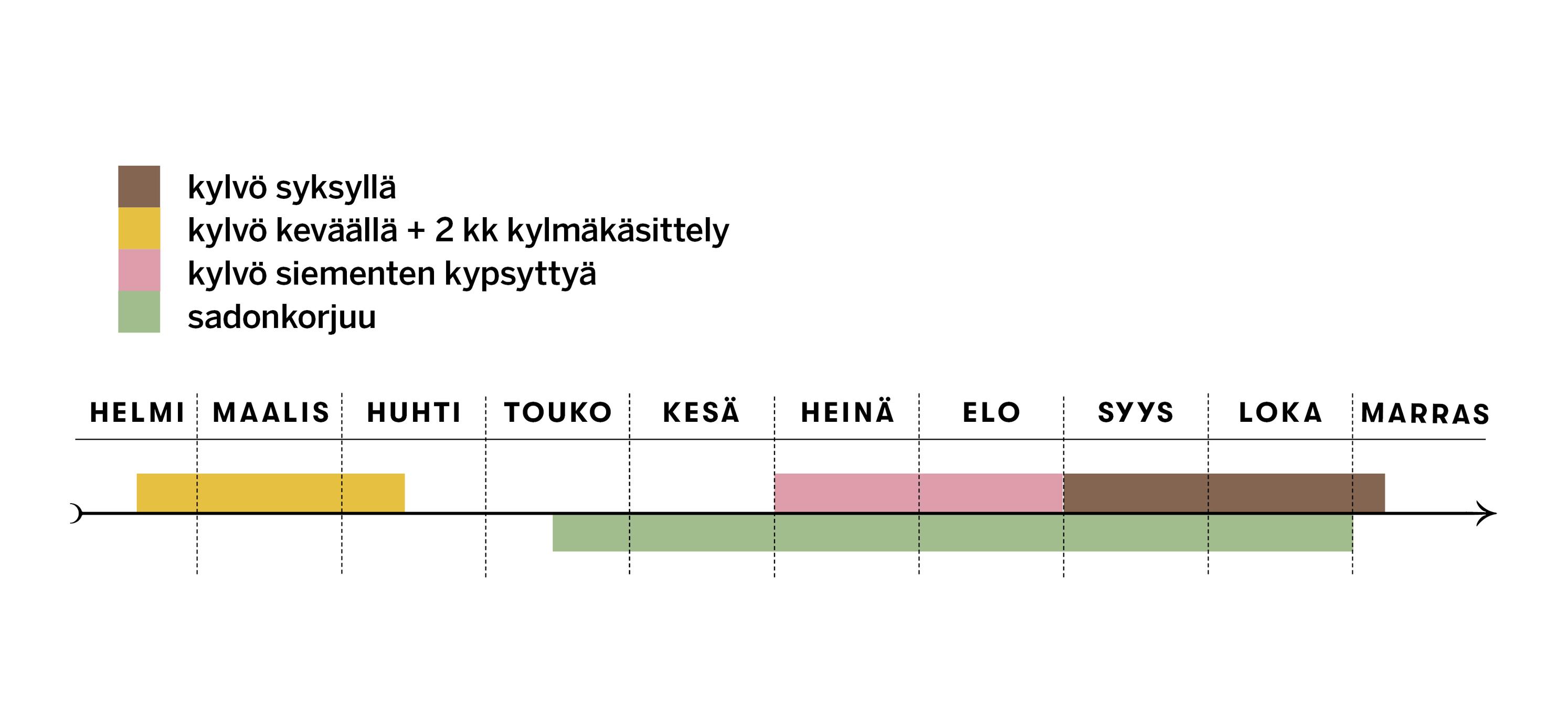 Saksankirvelin kylvö- ja sadonkorjuuajat