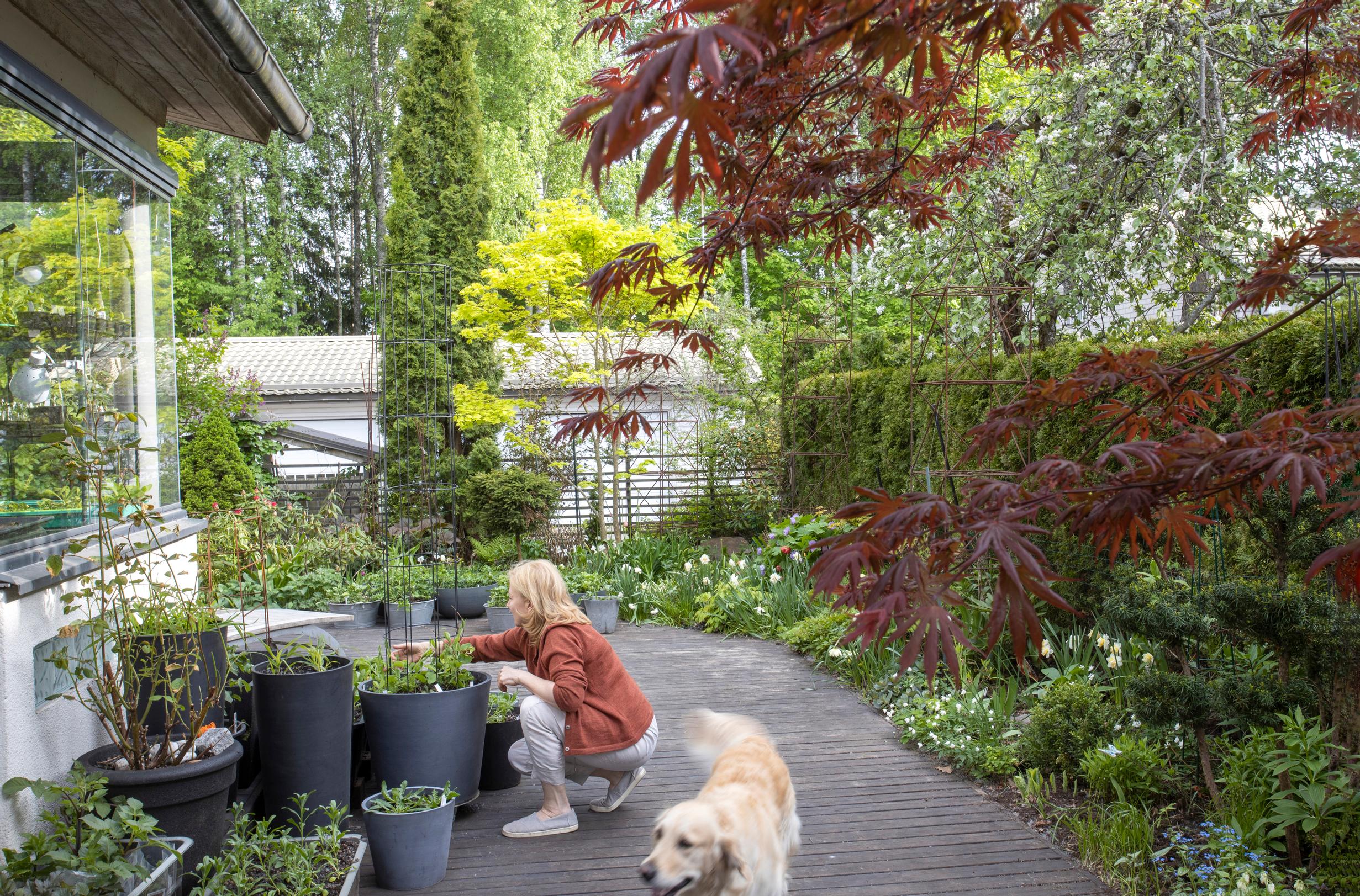 Laura on istuttanut pation ruukkuihin leijonankitoja, tsinnioita ja muita leikkokukkia.