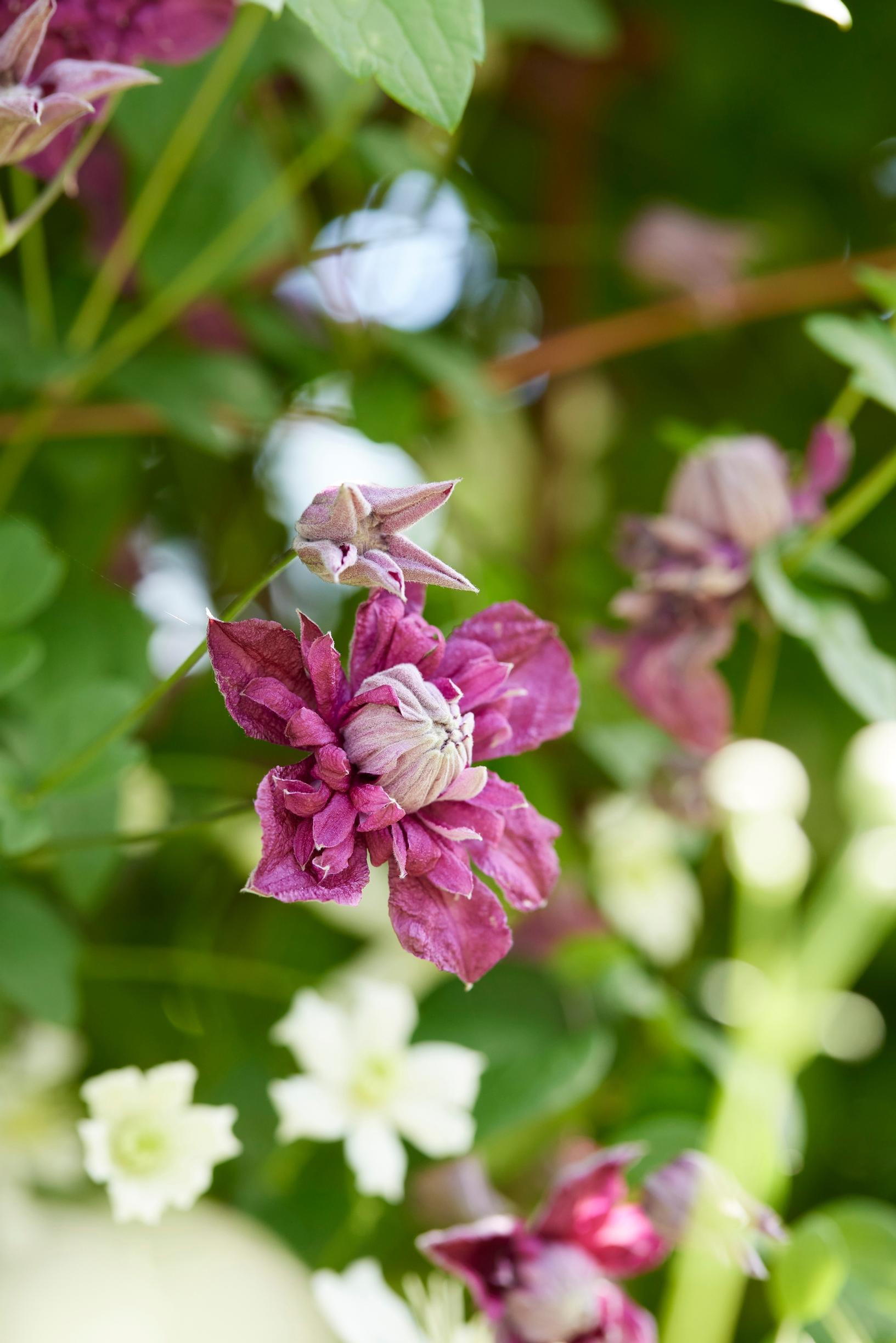 Viinikärhö 'Purpurea Plena Elegans' kasvattaa kerrannaiset kukat.