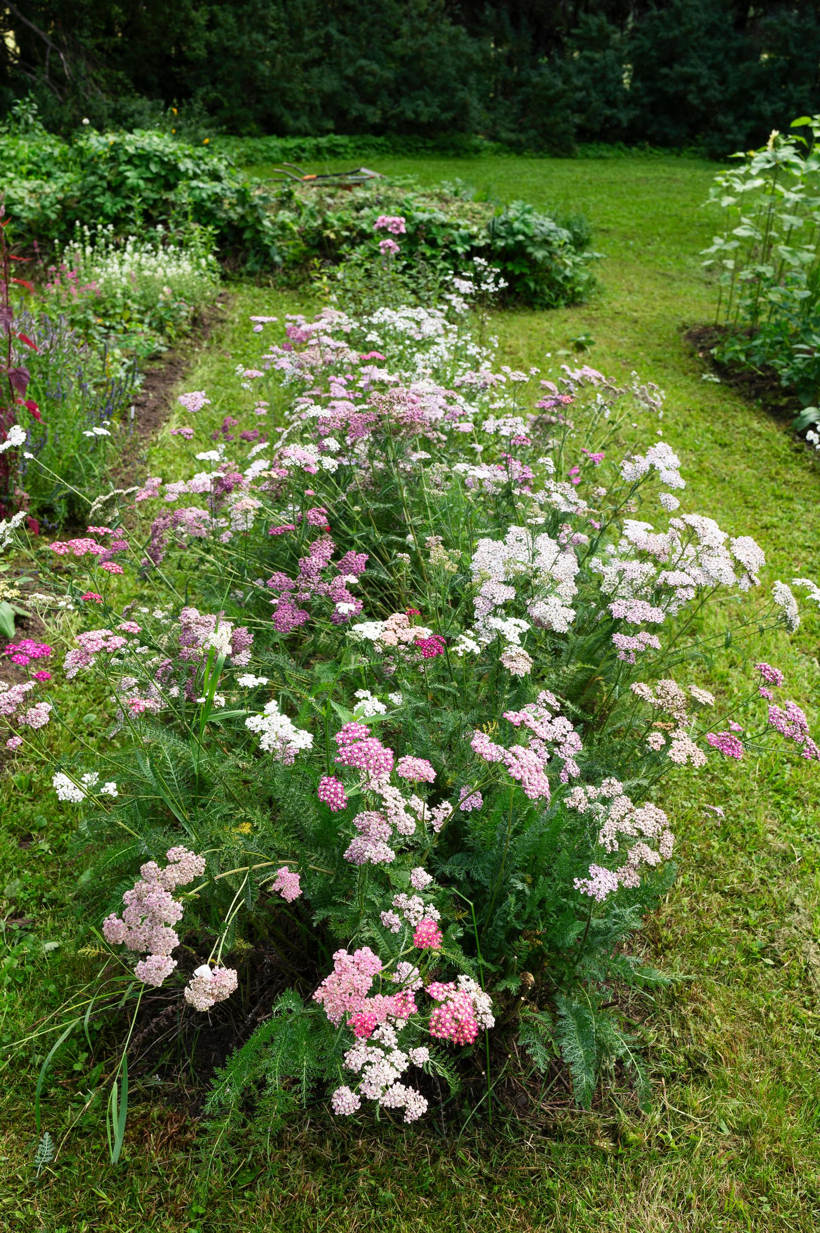 Leikkokärsämöitä: ’Colorado’, ’Flowerburst Lilac Shades’ ja ’Summer Pastels’.