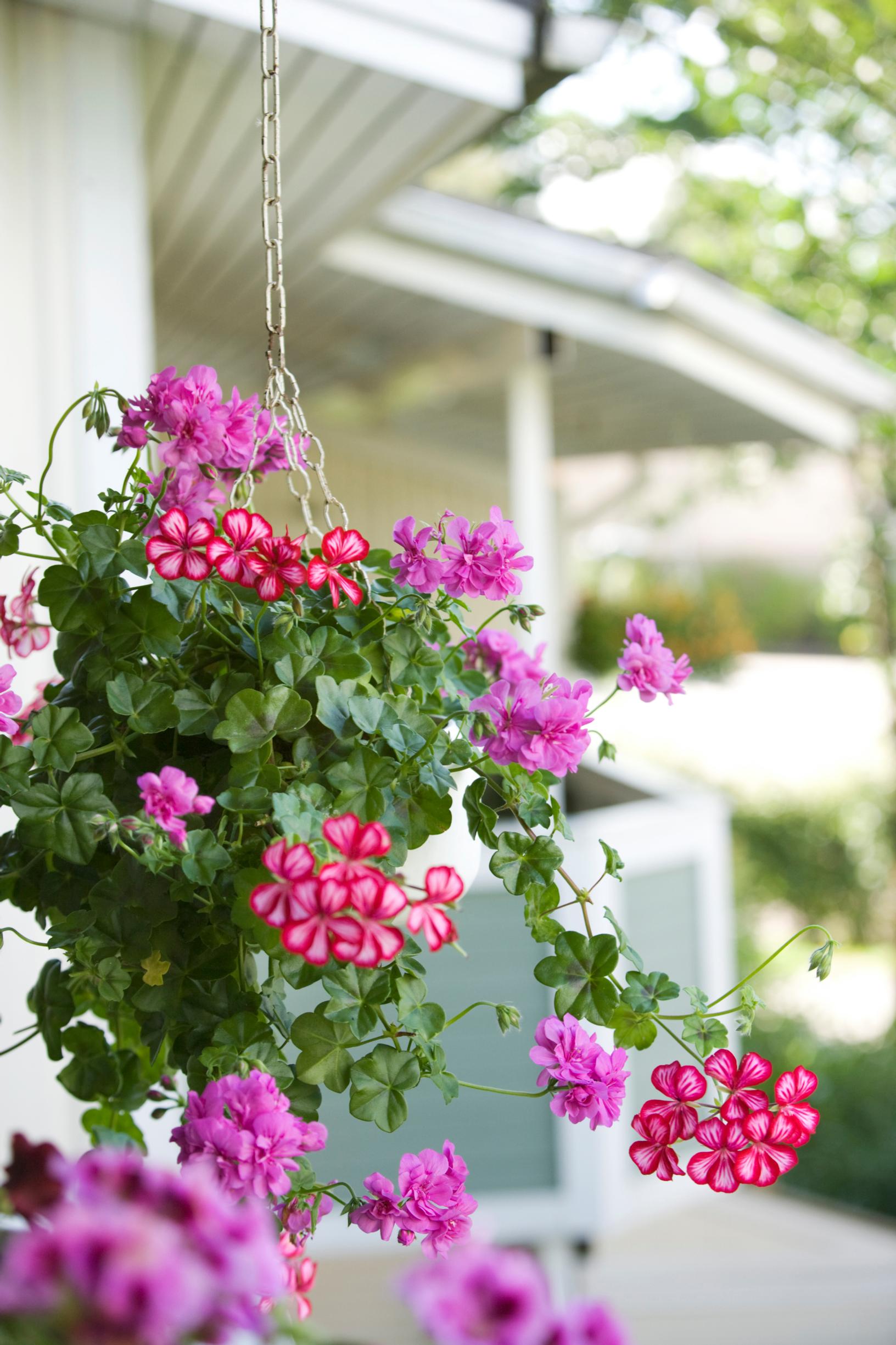 Riippapelargoni, Pelargonium peltatum