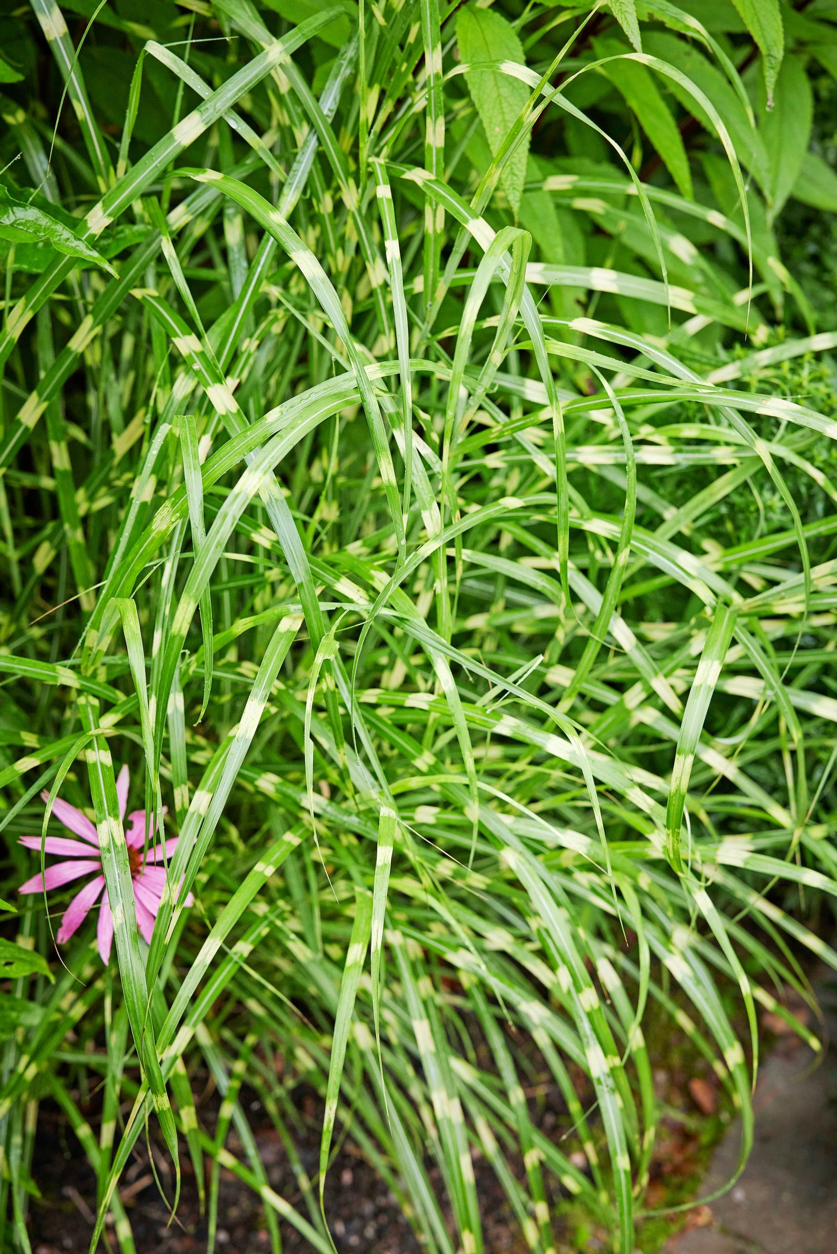 Elefanttiheinä ’Strictus’, Miscanthus sinensis