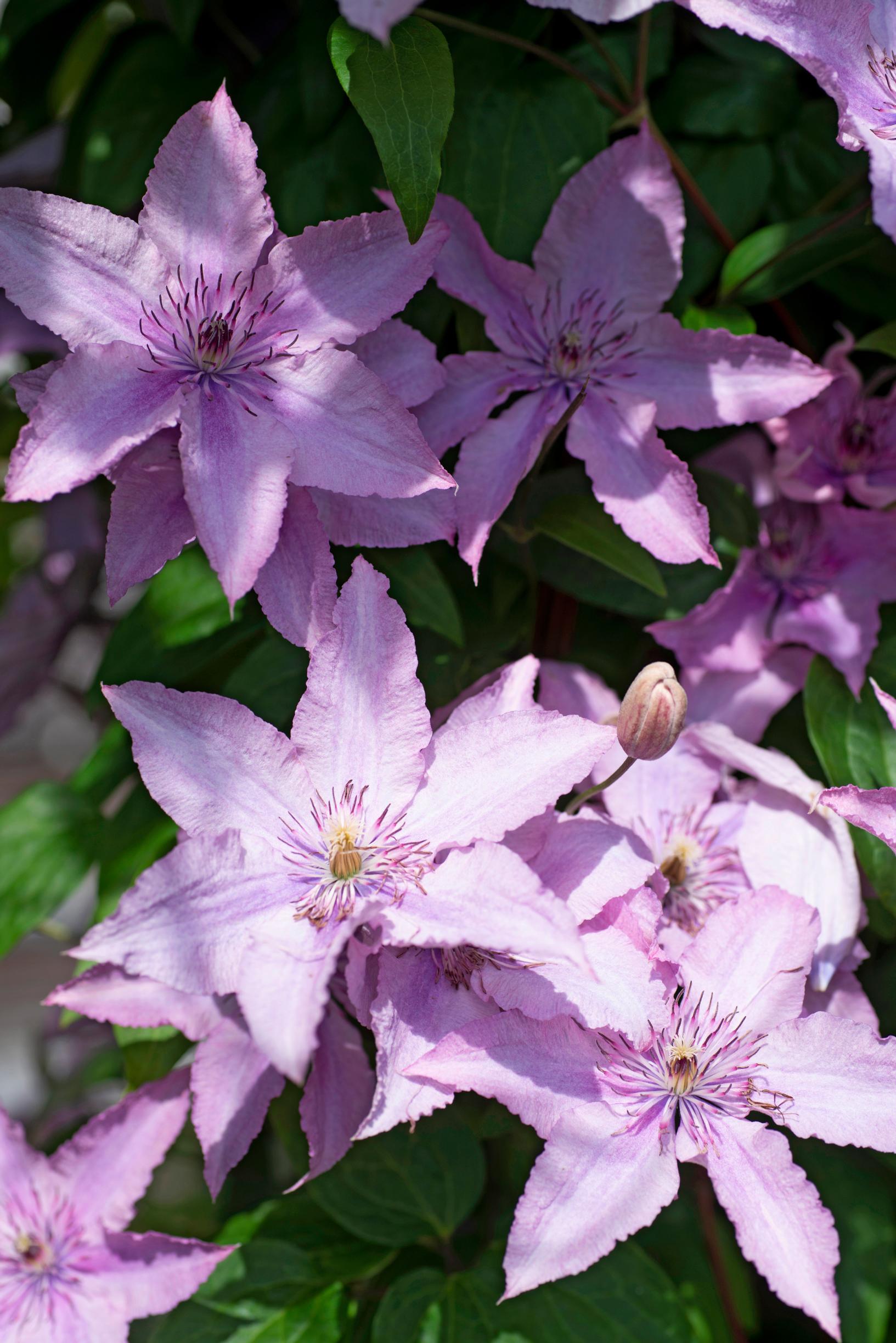 Kauniin violetti loistokärhö kukkii pitkään