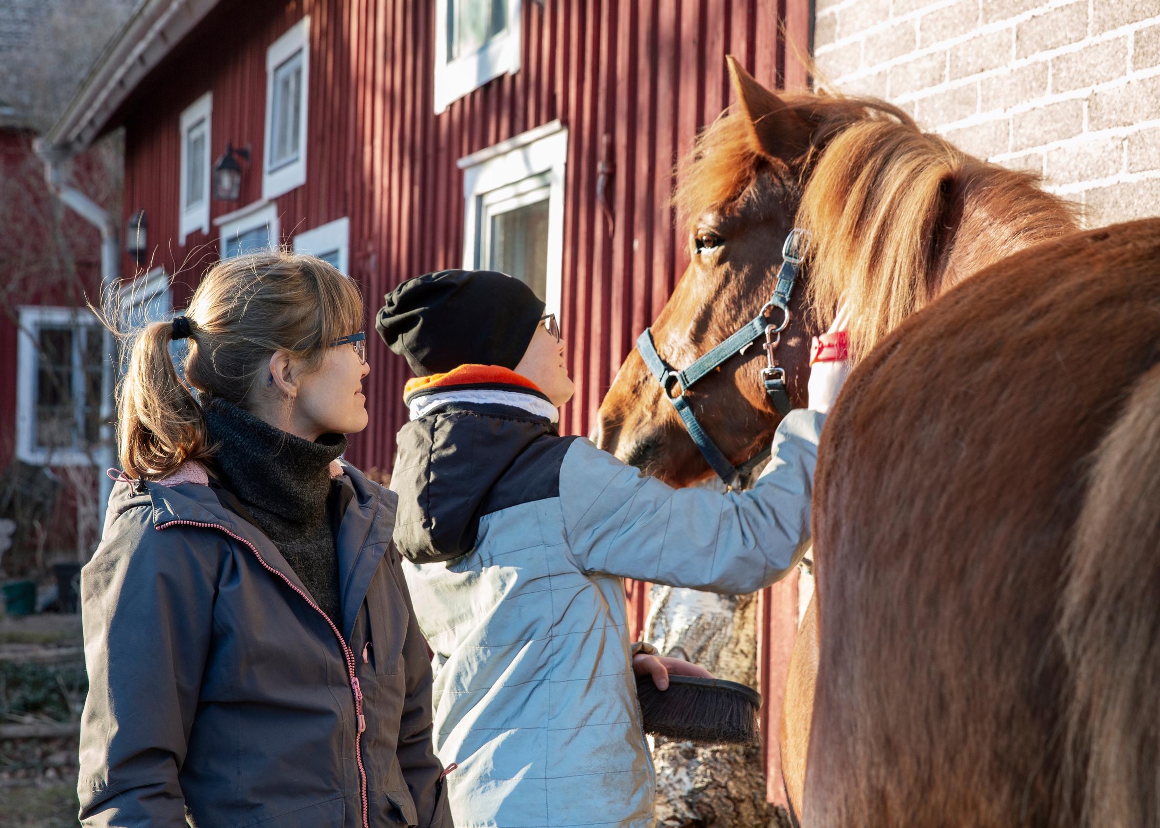 nuori mies harjaa hevosta kaulasta, nainen katsoo vierestä