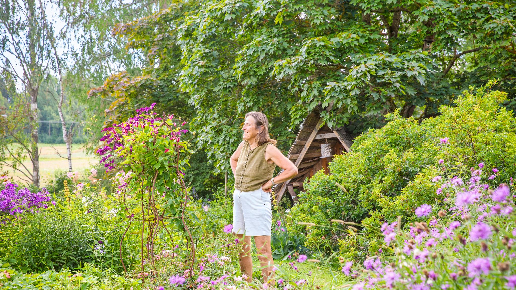 Kamomilla Kylv Kasvatus Ja Hoito Meill Kotona kamomilla-kylv-kasvatus-ja-hoito-meill-kotona