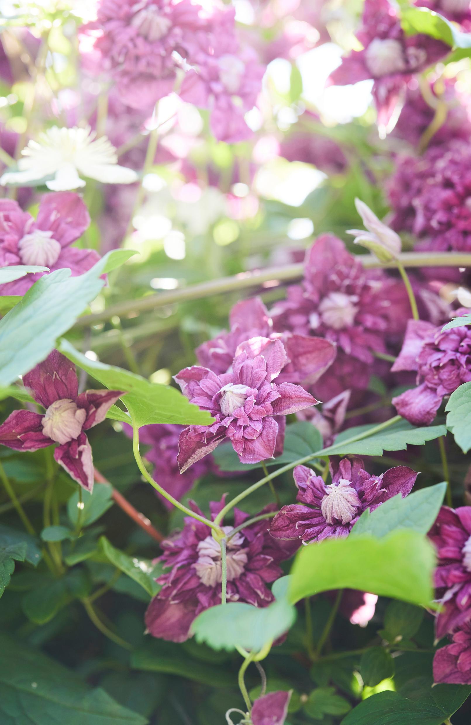 Kerrannaiskukkainen tarhaviinikärhö ’Purpurea Plena Elegans’ on yksi Miljan luottolajikkeista.