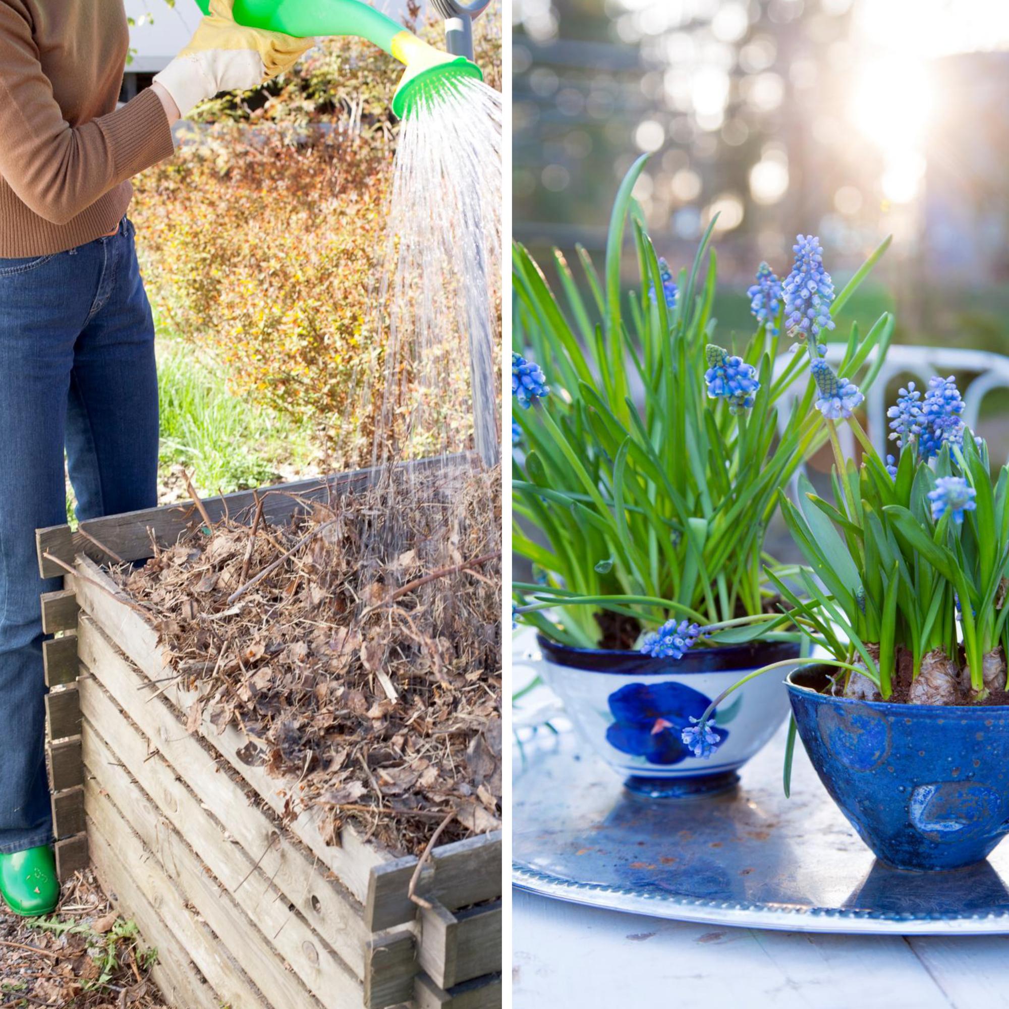 Pistokkaita pelargonista, kompostin herättelyä ja daalioiden kasvatusta – huhtikuussa voit tehdä puutarhassa jo vaikka mitä!