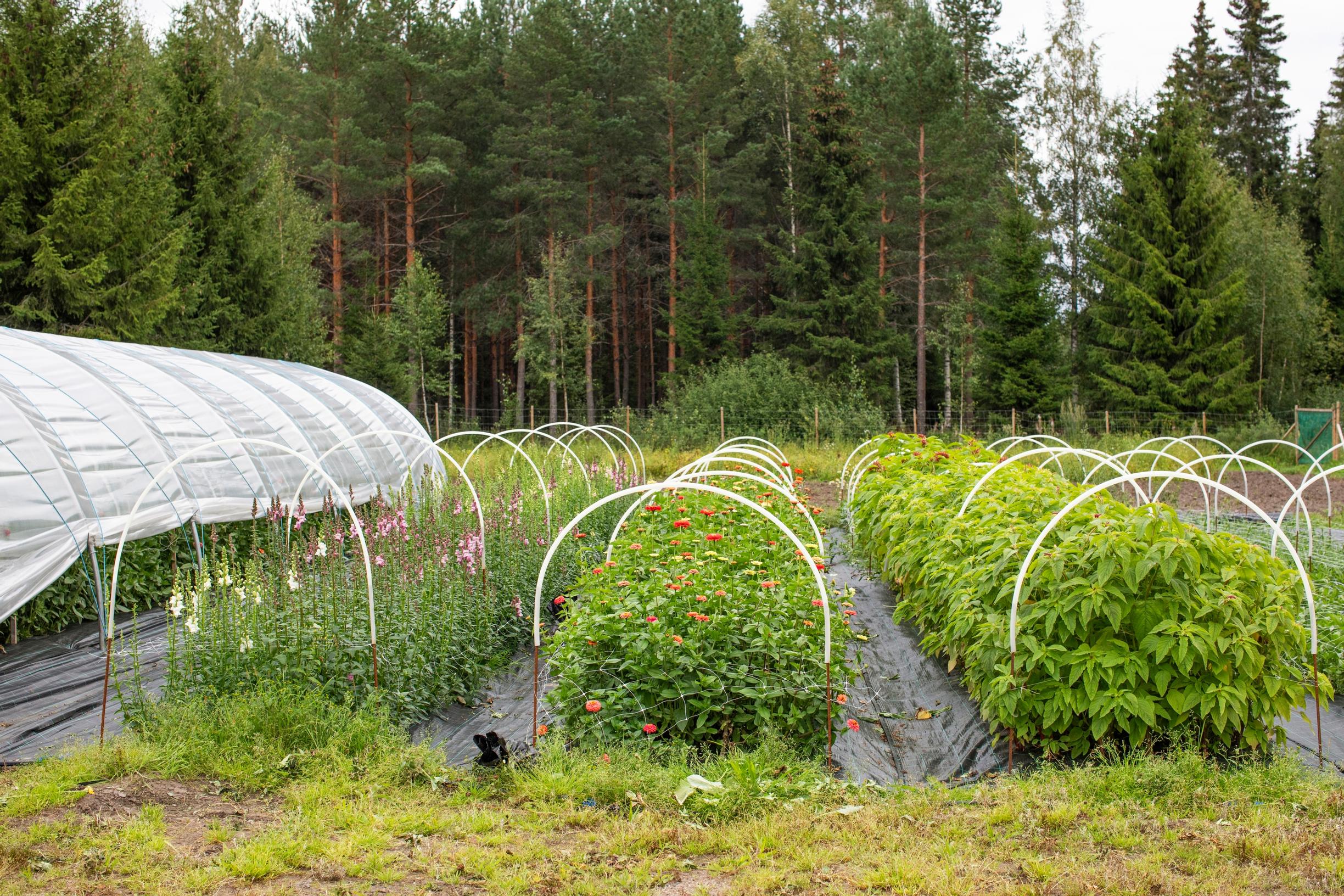 Leikkokukkaviljelmä