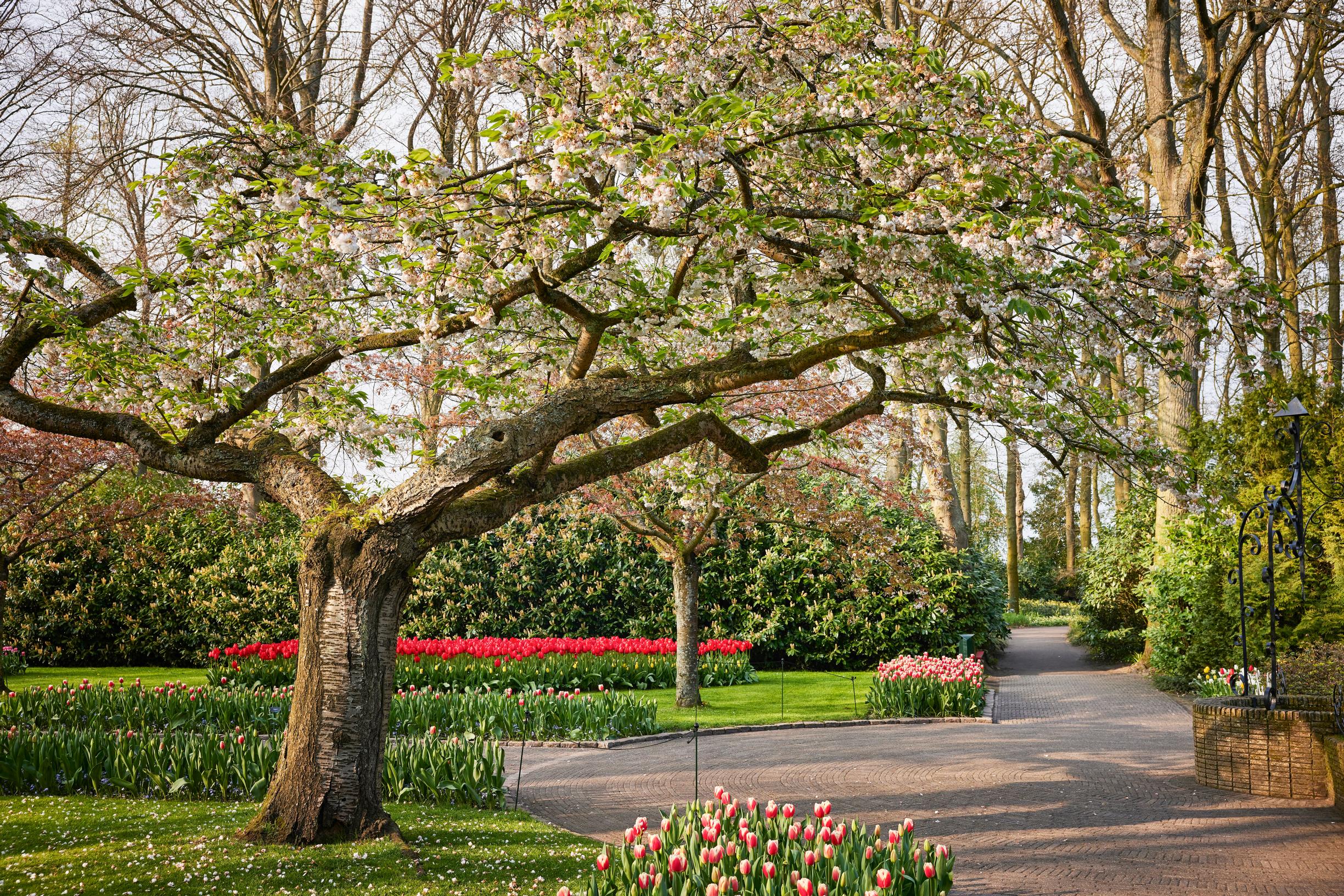 Keukenhof kukkii monessa kerroksessa.