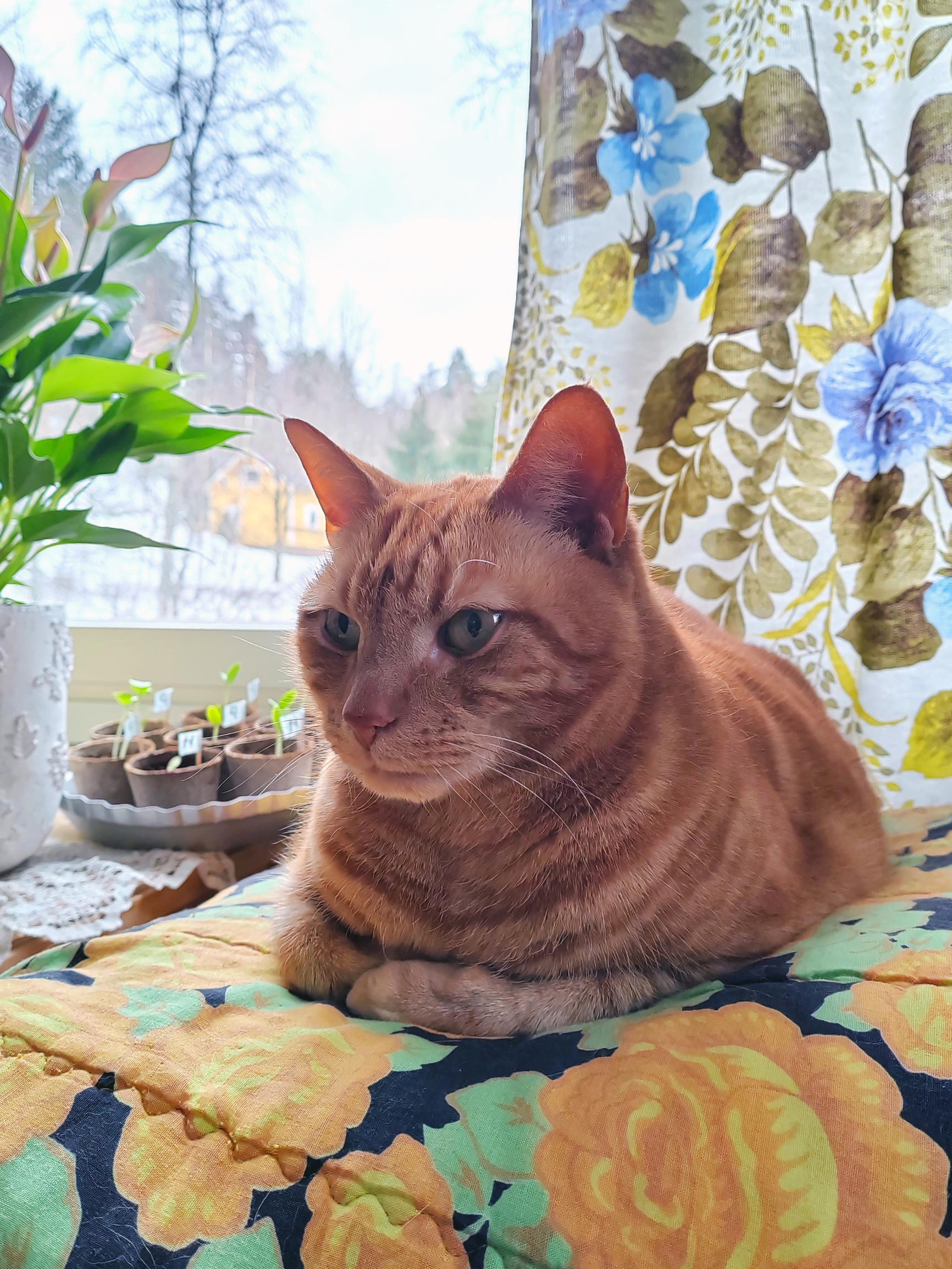 Kissa ja taimia ikkunalaudalla