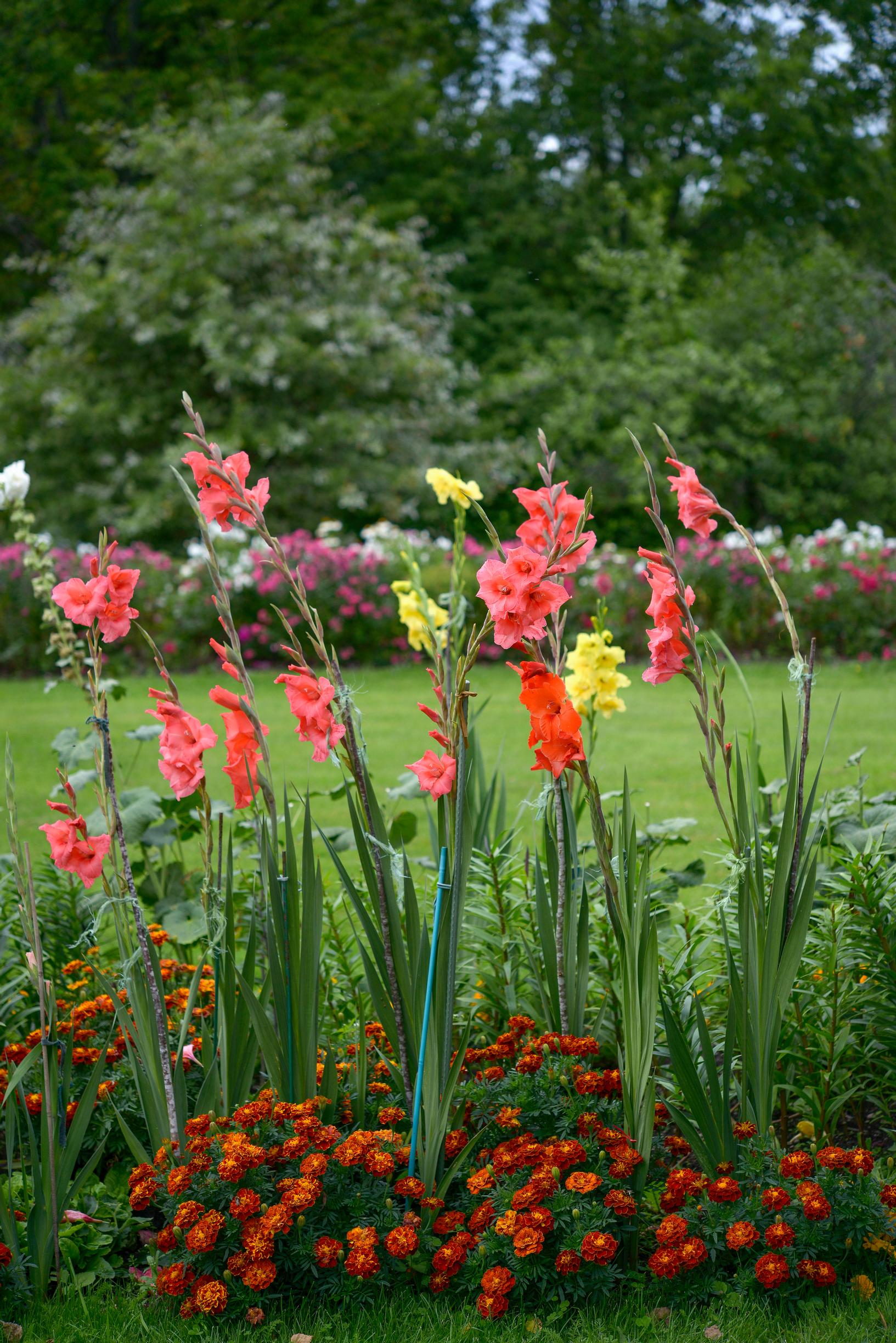 Pystykasvuinen gladiolus hyötyy aluskasvillisuudesta, kuten samettikukista.