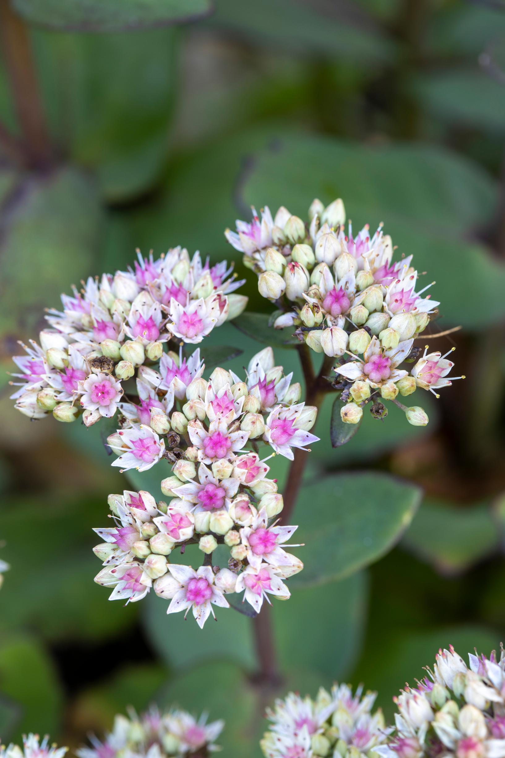 Maksaruoho ’Matrona’