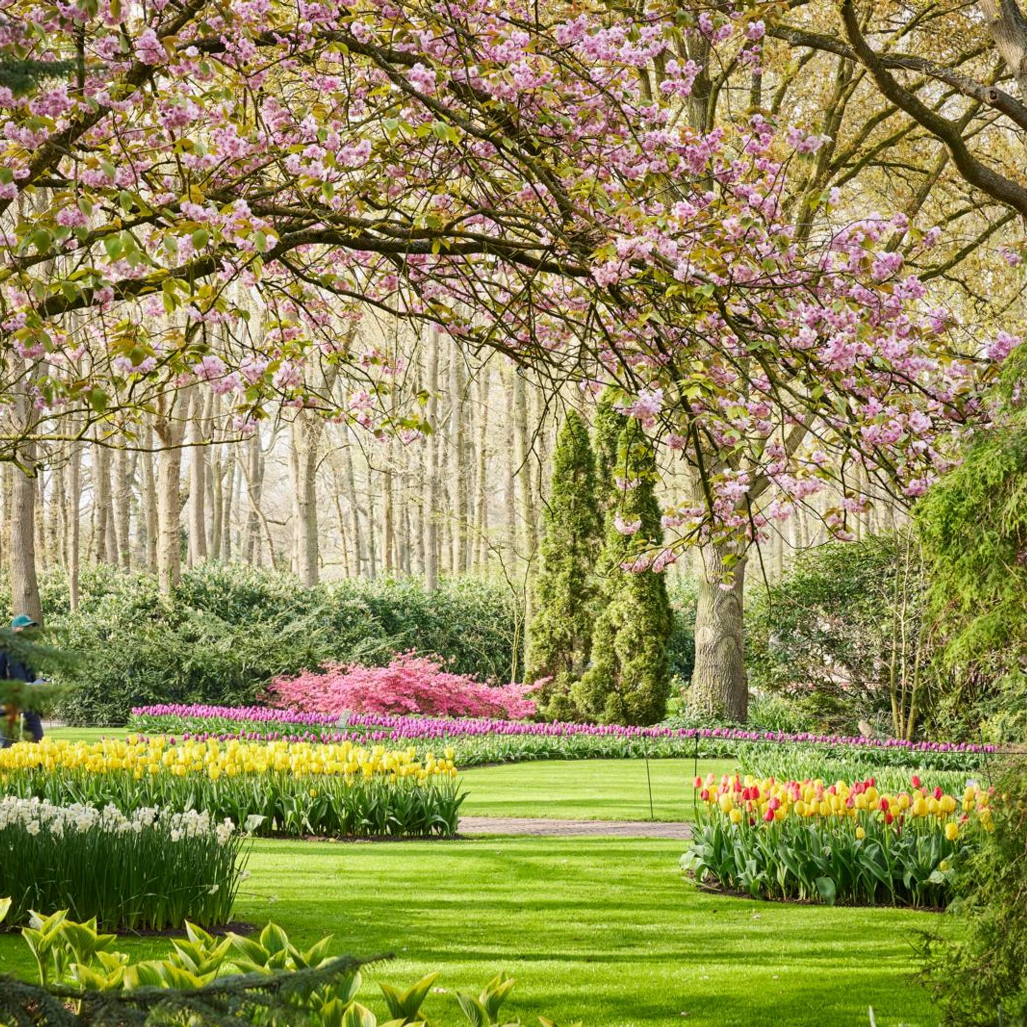7 miljoonaa sipulikukkaa, 8 viikkoa kukkaloistoa! Keukenhof on maailman tunnetuin tulppaanipuisto, mutta se tarjoaa paljon muutakin