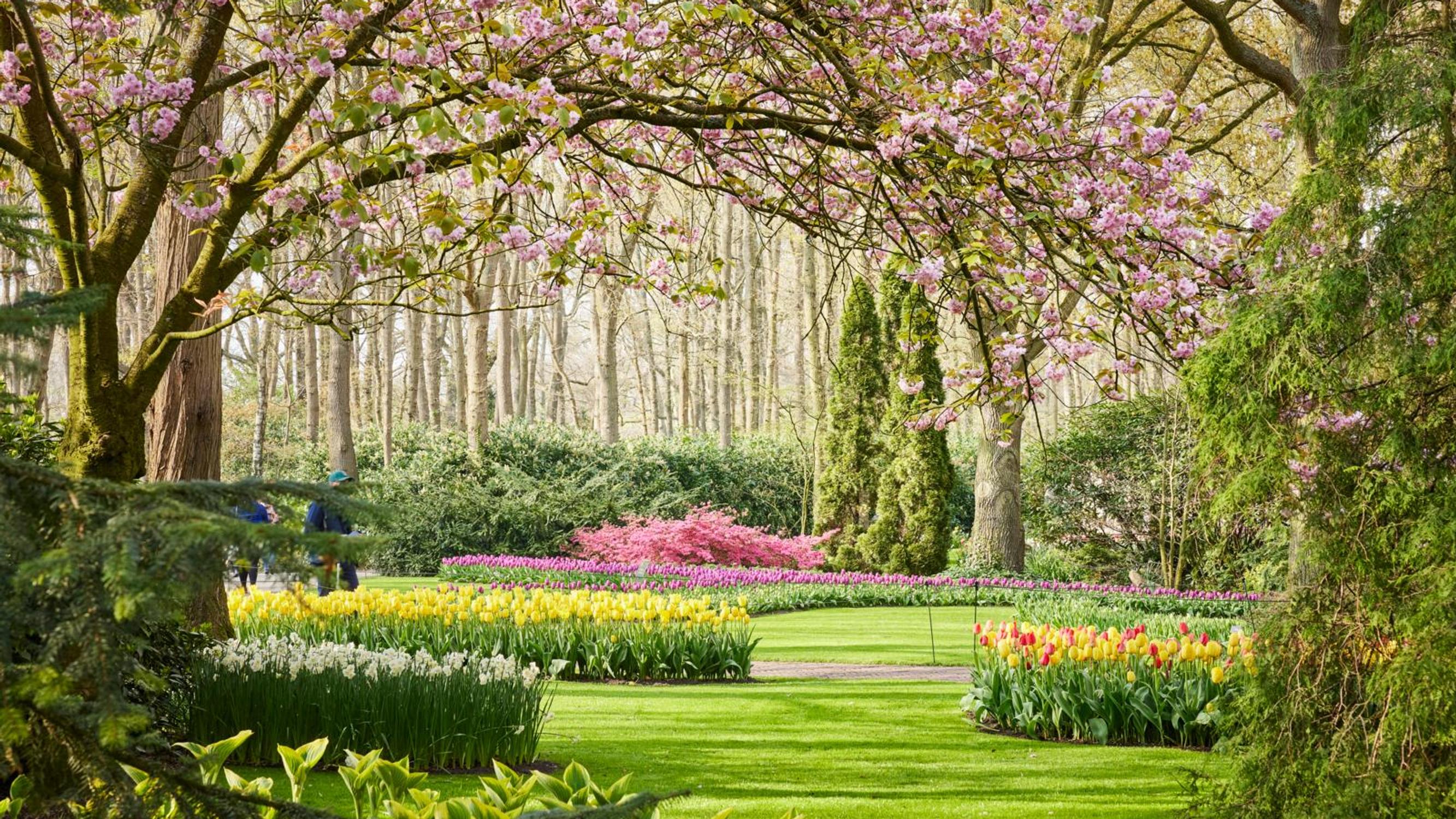 7 miljoonaa sipulikukkaa, 8 viikkoa kukkaloistoa! Keukenhof on maailman tunnetuin tulppaanipuisto, mutta se tarjoaa paljon muutakin
