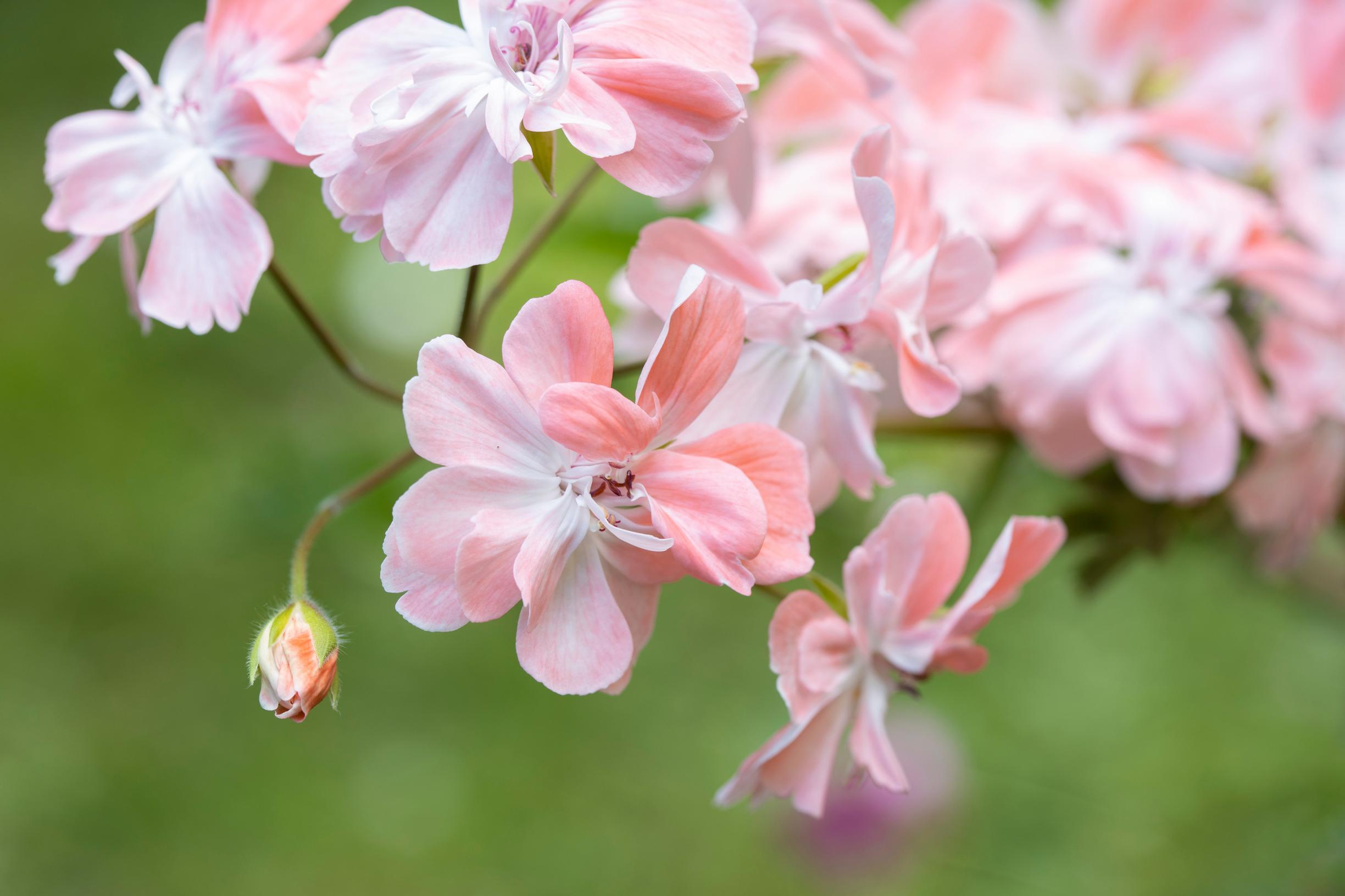 Pelargoni 'Lara Envey'