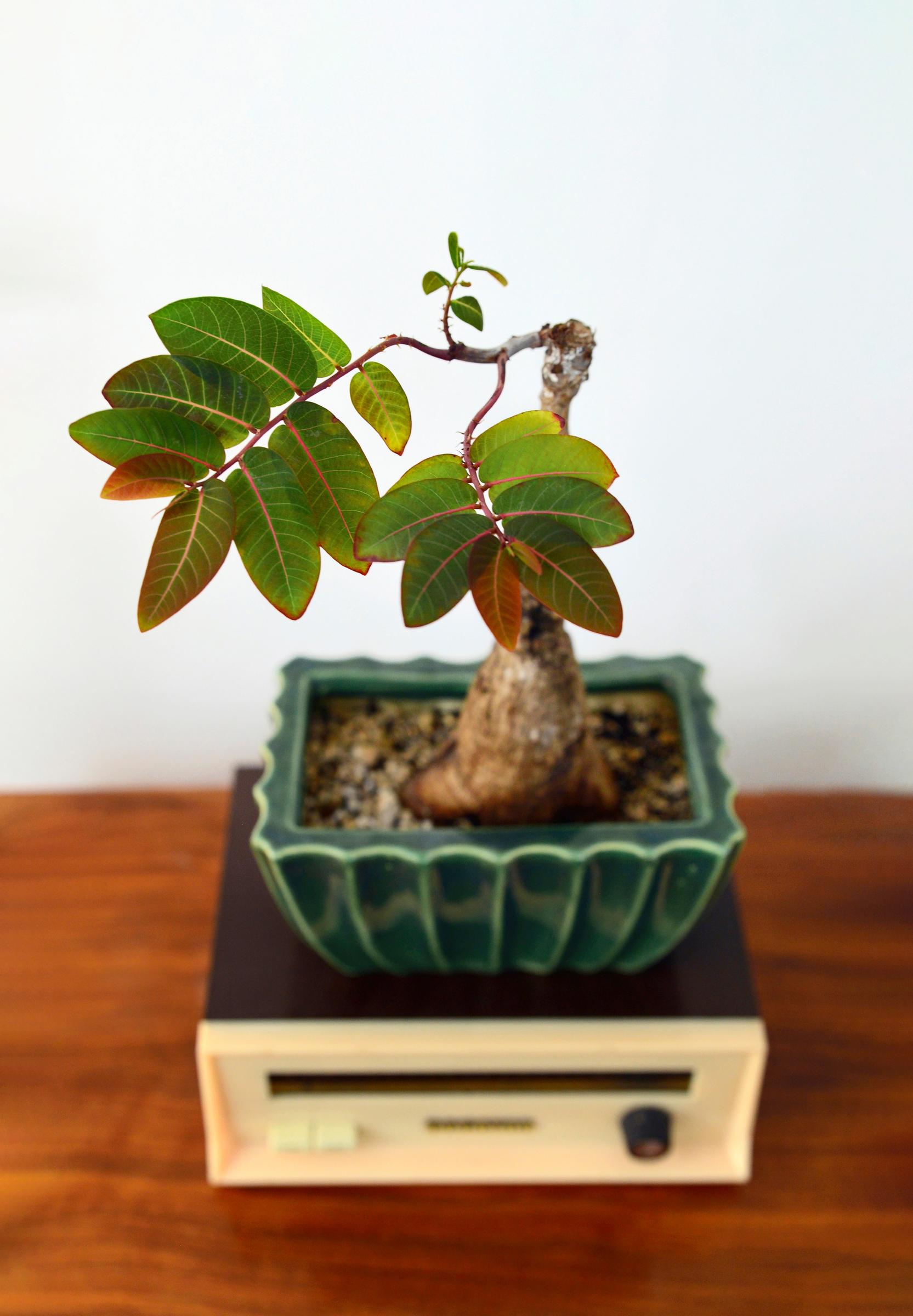 viherkasvi laipikka Phyllanthus mirabilis