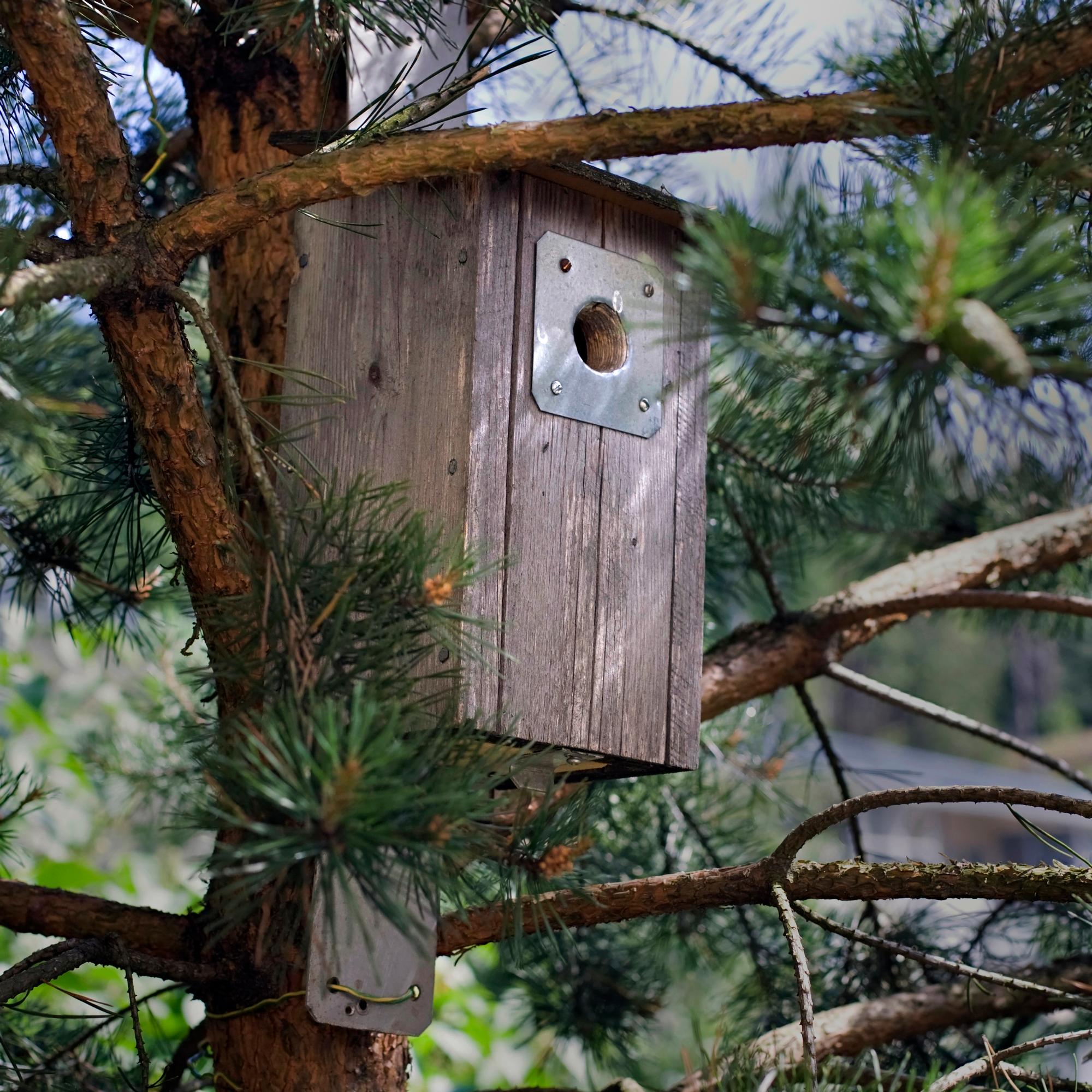 Tiesitkö, että linnunpönttö pitää jättää karheaksi? Muista nämä seikat, kun nikkaroit tai ostat pönttöä
