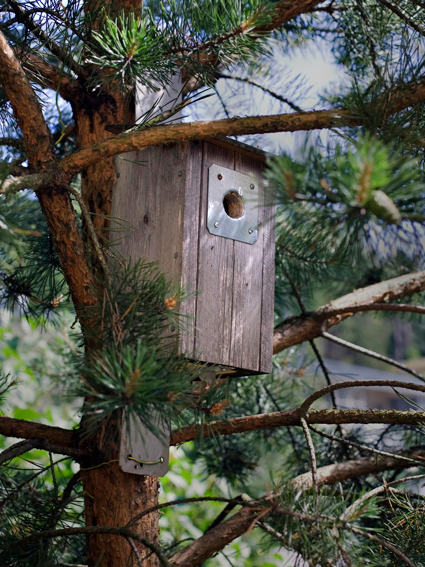 Tiesitkö, että linnunpönttö pitää jättää karheaksi? Muista nämä seikat, kun nikkaroit tai ostat pönttöä