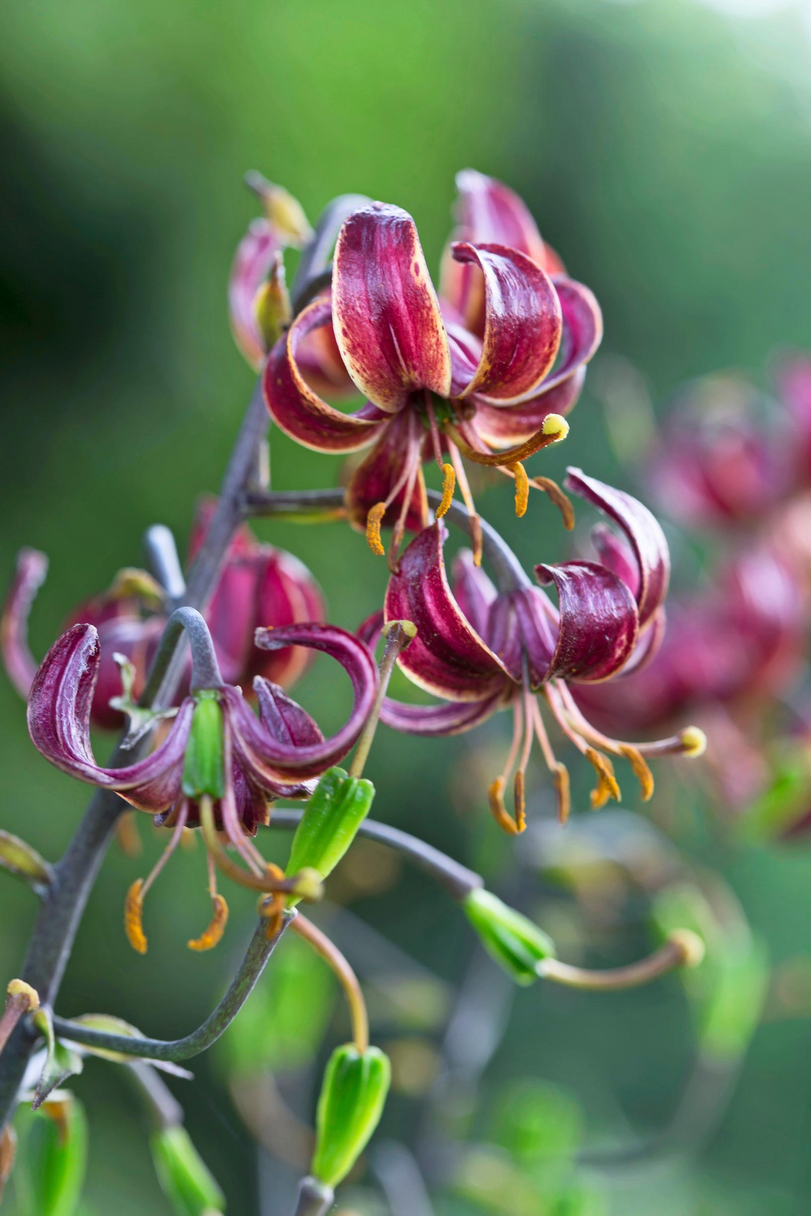 Marhanlilja 'Claude Shride'