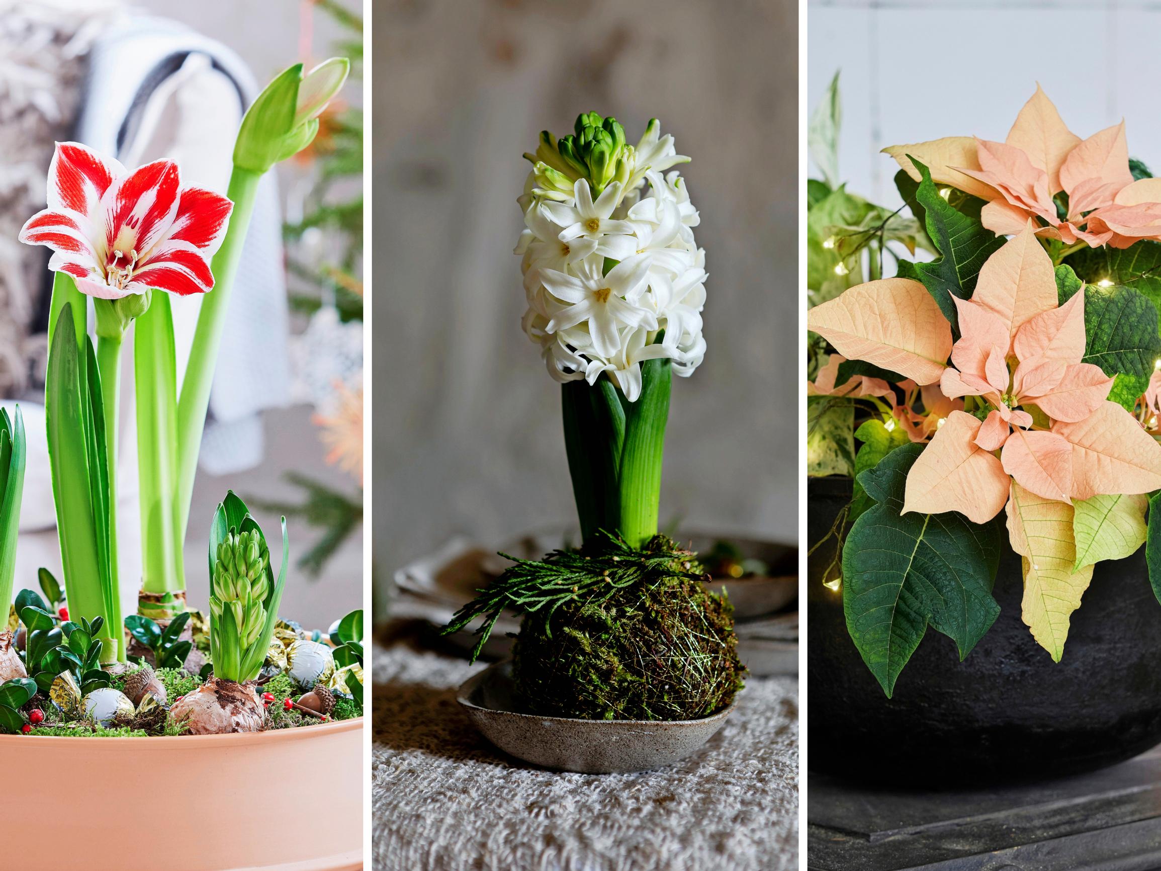 Varo liikakastelua ja ilmalämpöpumppua! Näin saat joulutähden ja muut suosituimmat joulukukat kukoistamaan pitkään 