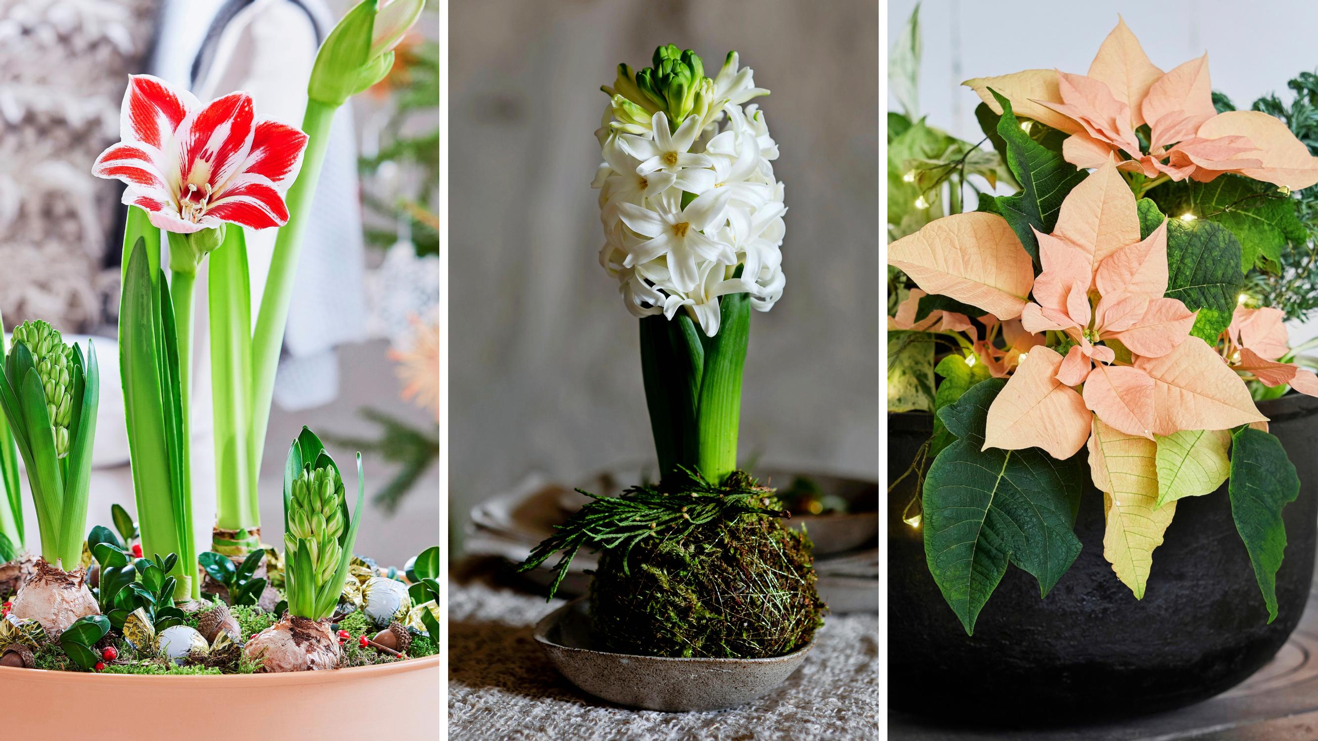 Varo liikakastelua ja ilmalämpöpumppua! Näin saat joulutähden ja muut suosituimmat joulukukat kukoistamaan pitkään 