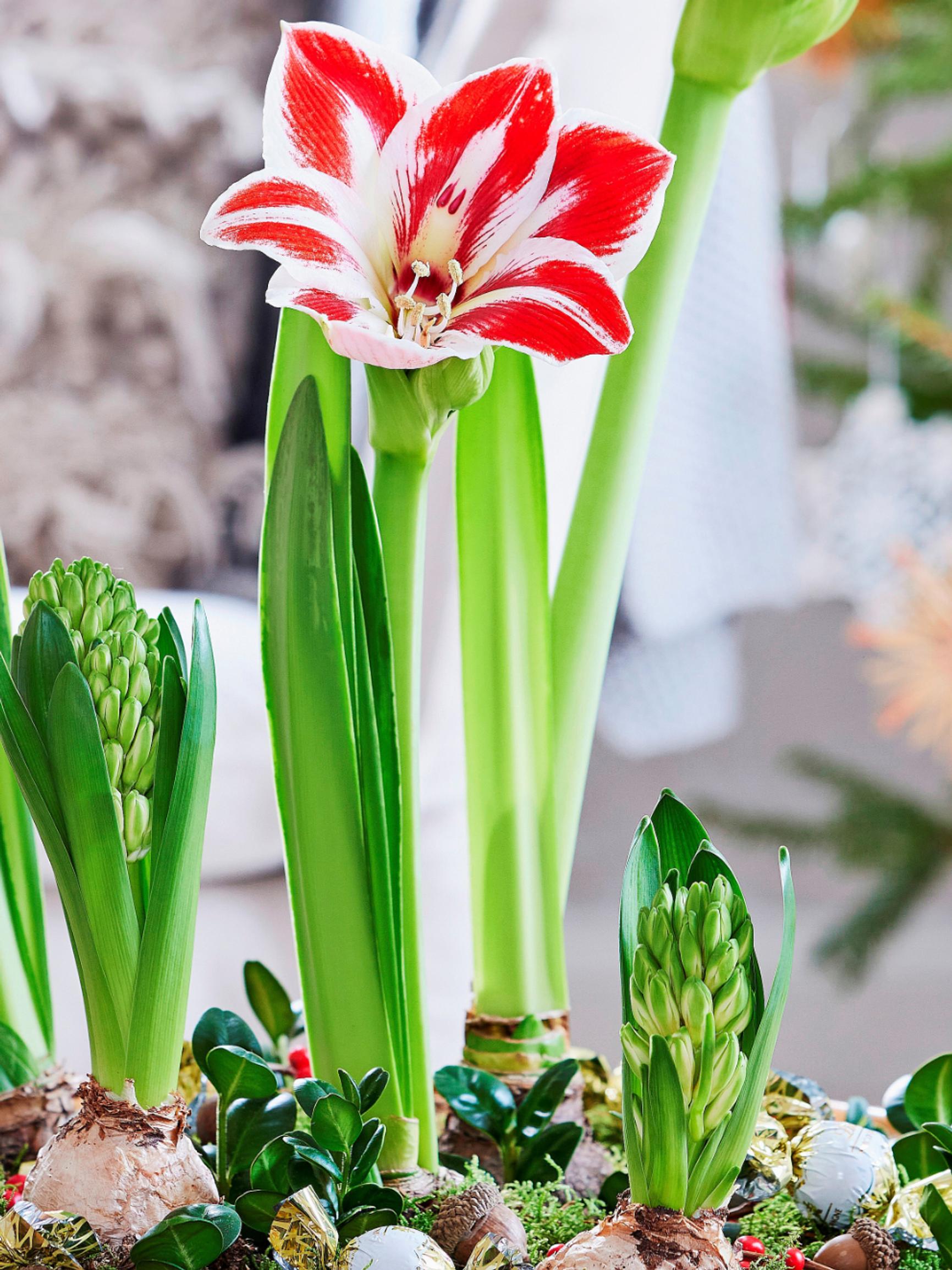 Varo liikakastelua ja ilmalämpöpumppua! Näin saat joulutähden ja muut suosituimmat joulukukat kukoistamaan pitkään 