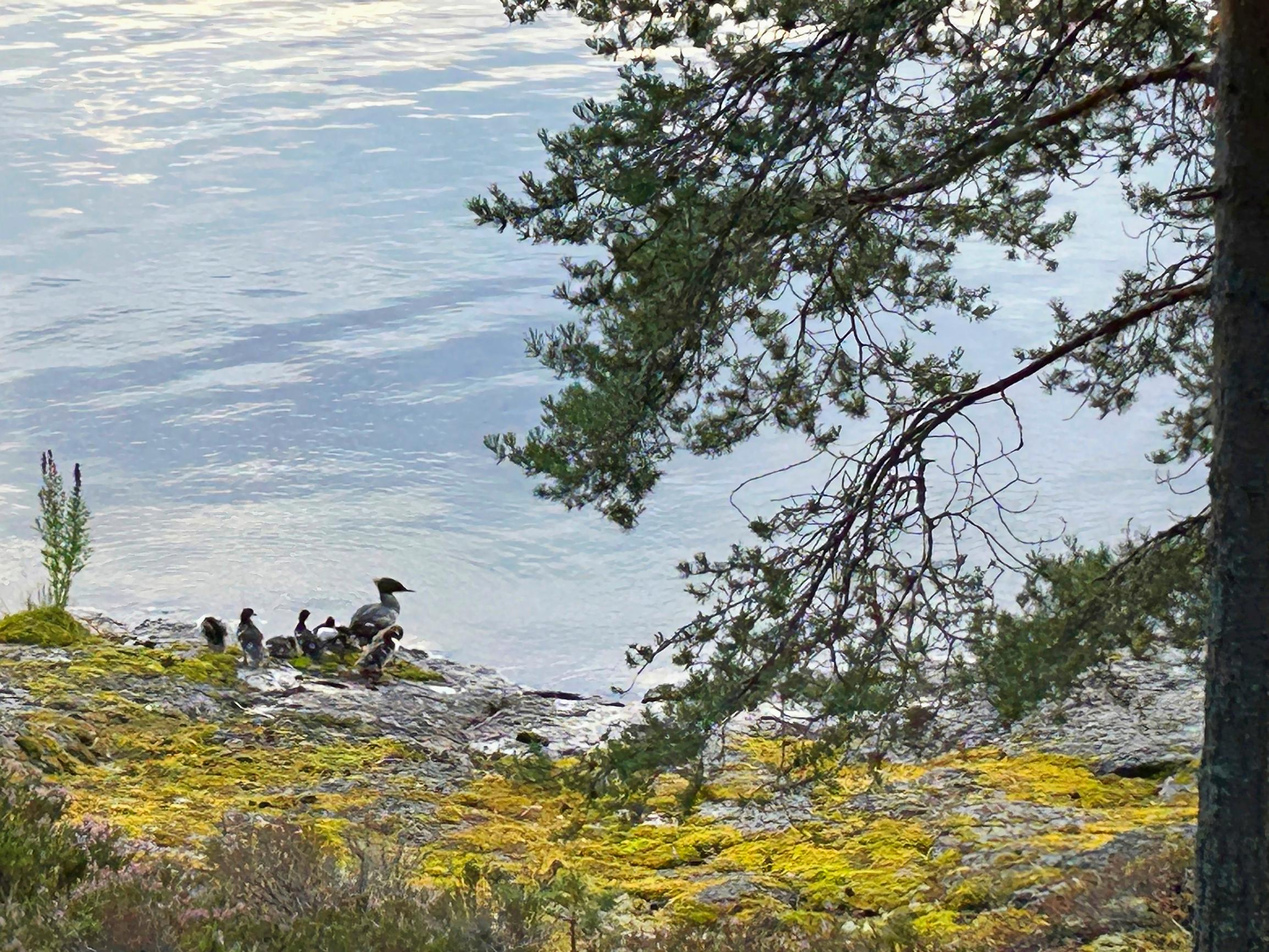 vesilintupoikue sammaleisella järvenrannalla Arja Korisevan mökillä