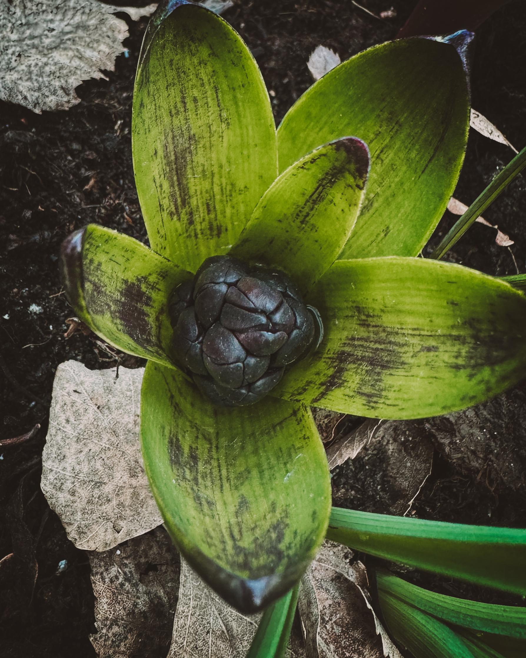 Hyasintti 'Dark Dimension'