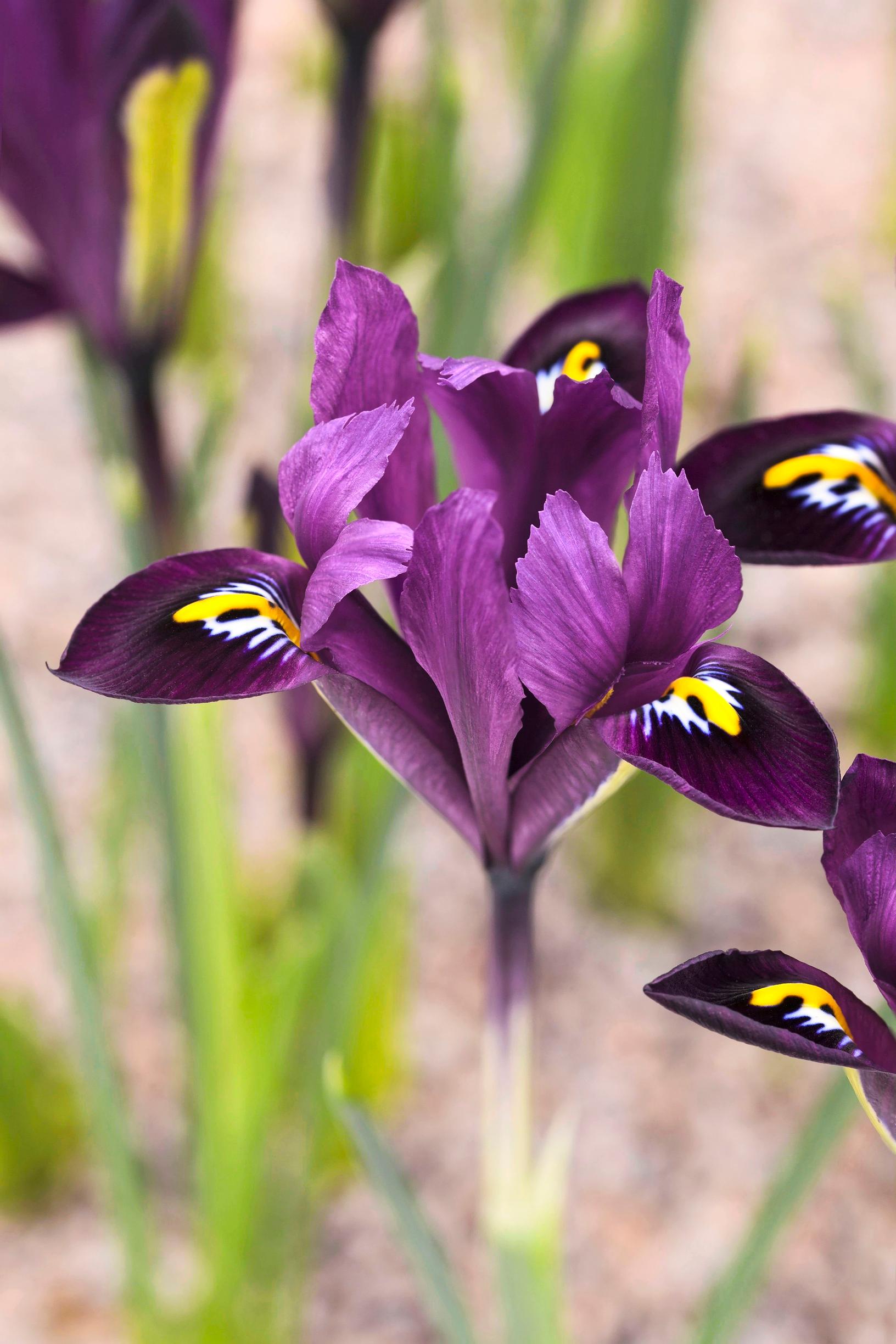 Kevätkurjenmiekka ’Purple Hill’