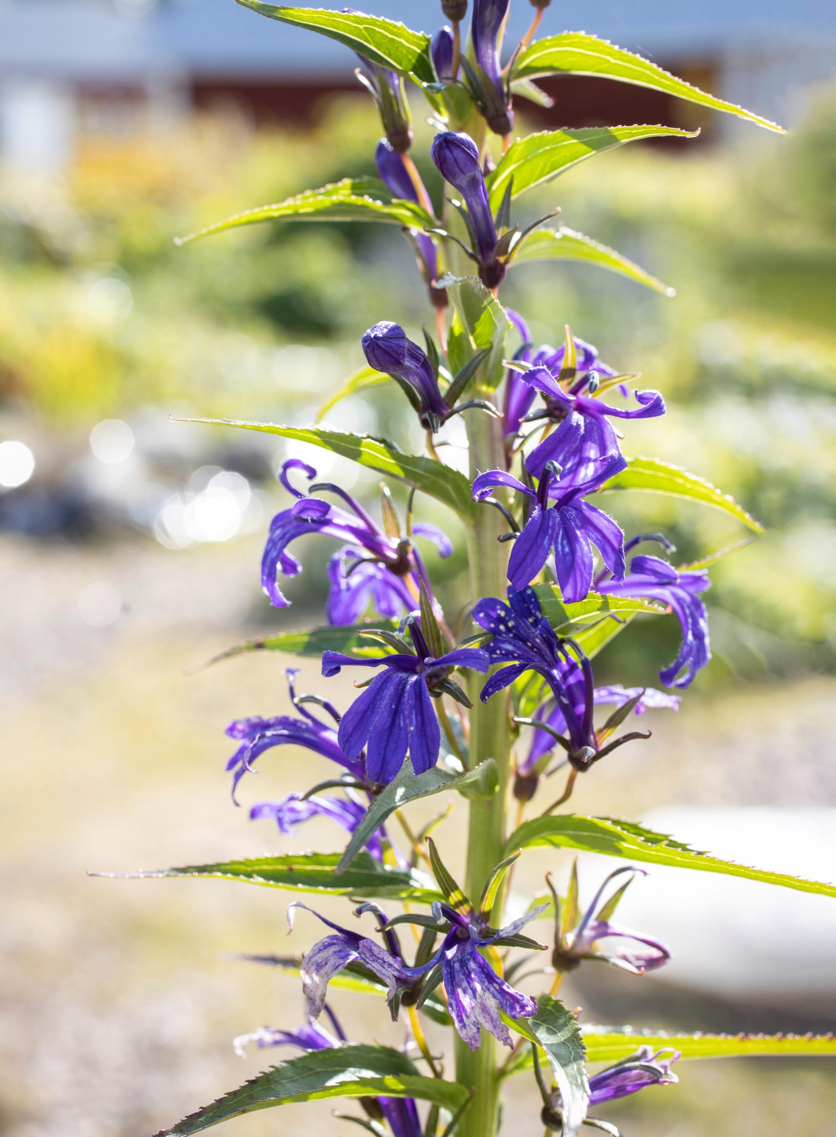 Monivuotinen Lobelia sessilifolia.