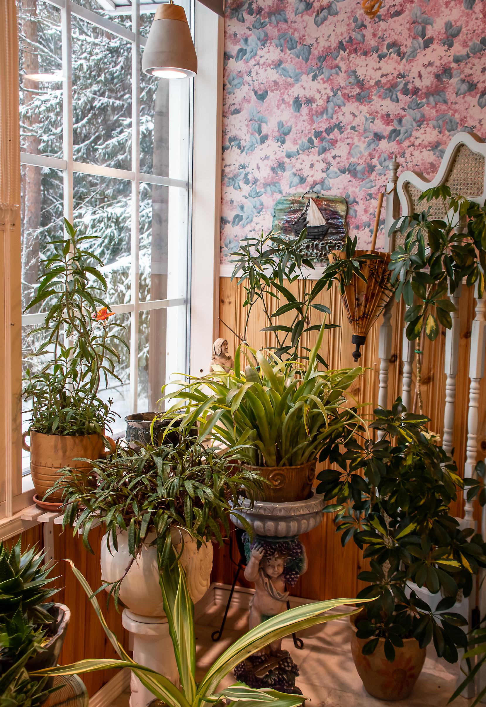 huonekasveja kuistilla