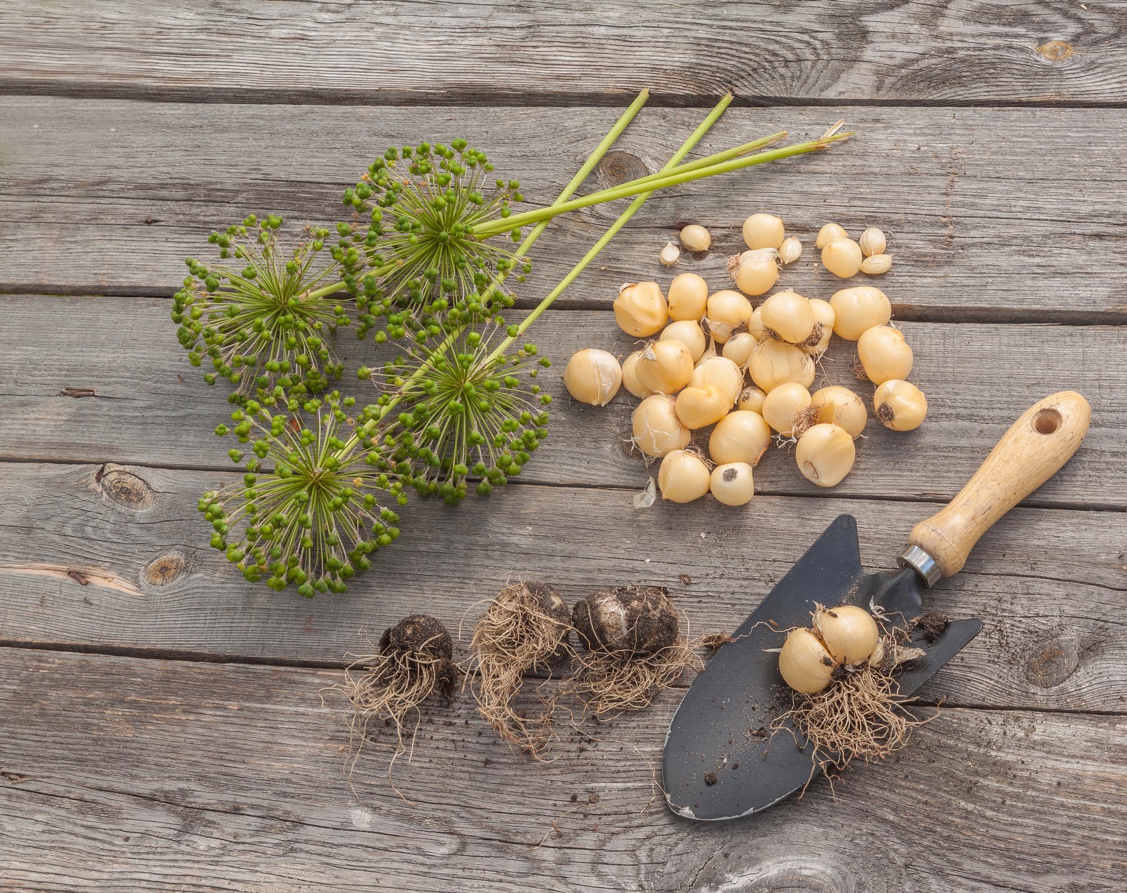Laukka, Allium, sipuli